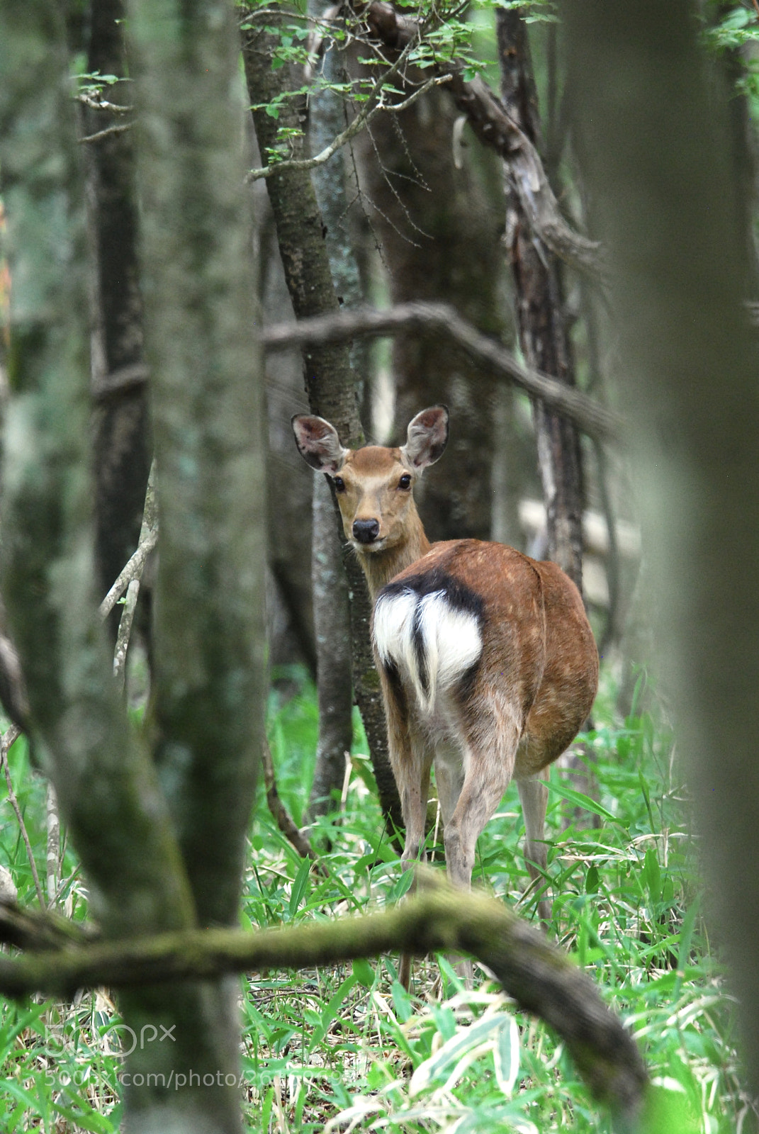 Nikon D40X sample photo. Hello,deer. photography