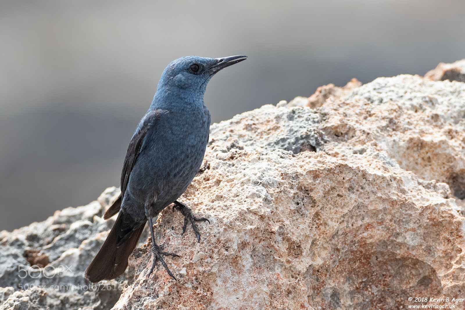 Canon EOS 7D Mark II sample photo. Blue rock thrush, monticola photography