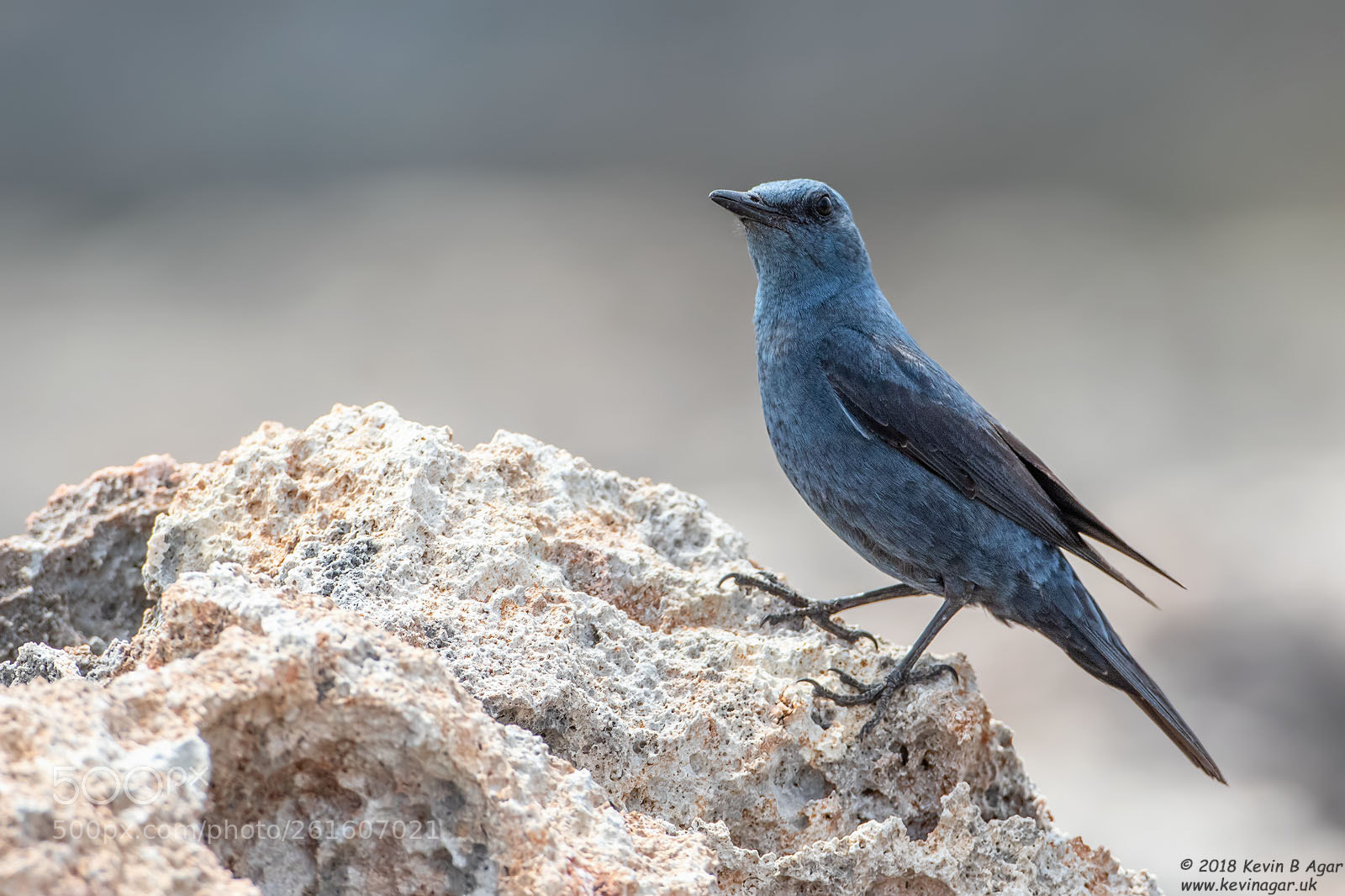 Canon EOS 7D Mark II sample photo. Blue rock thrush, monticola photography