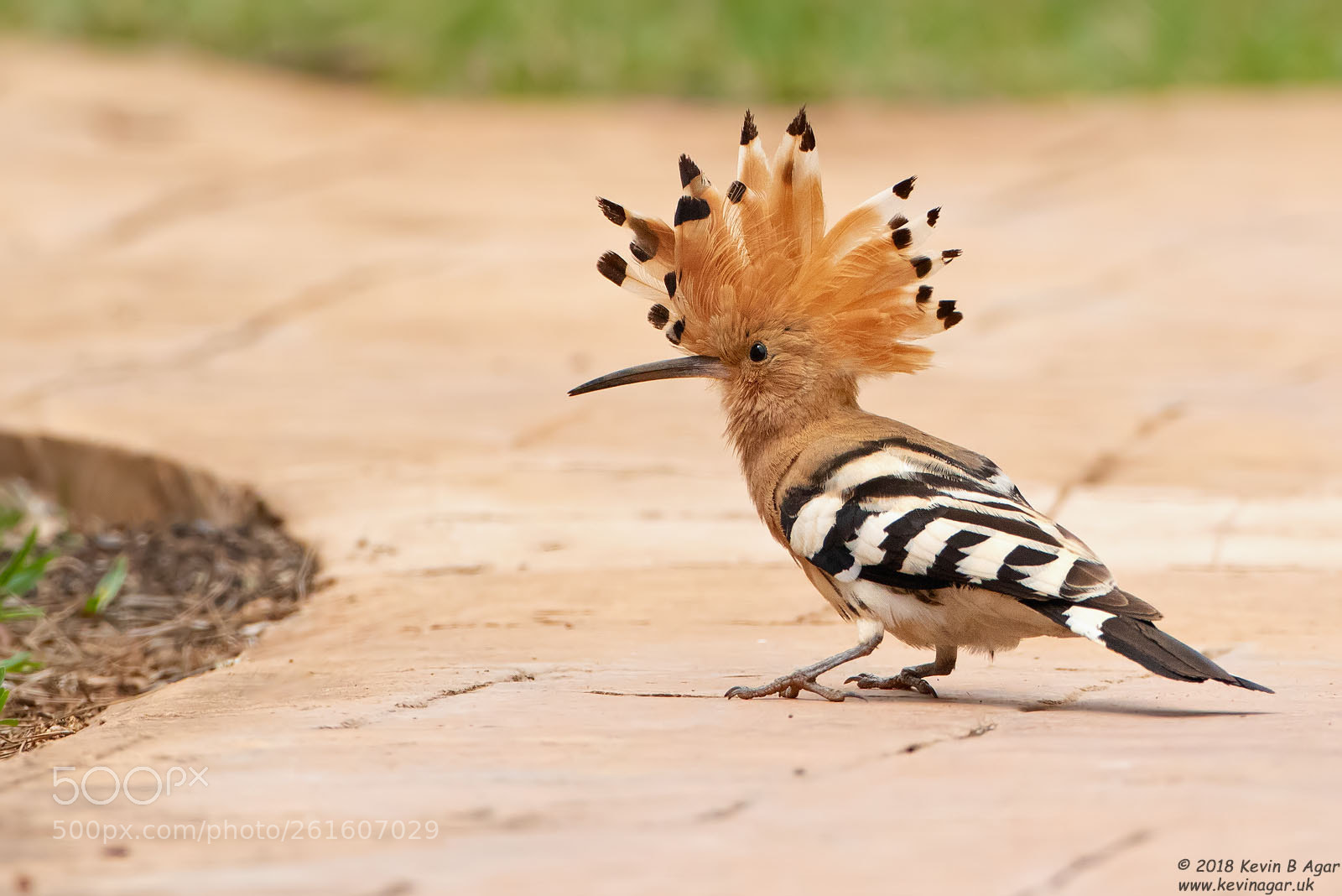 Canon EOS 7D Mark II sample photo. Hoopoe, upupa epops photography