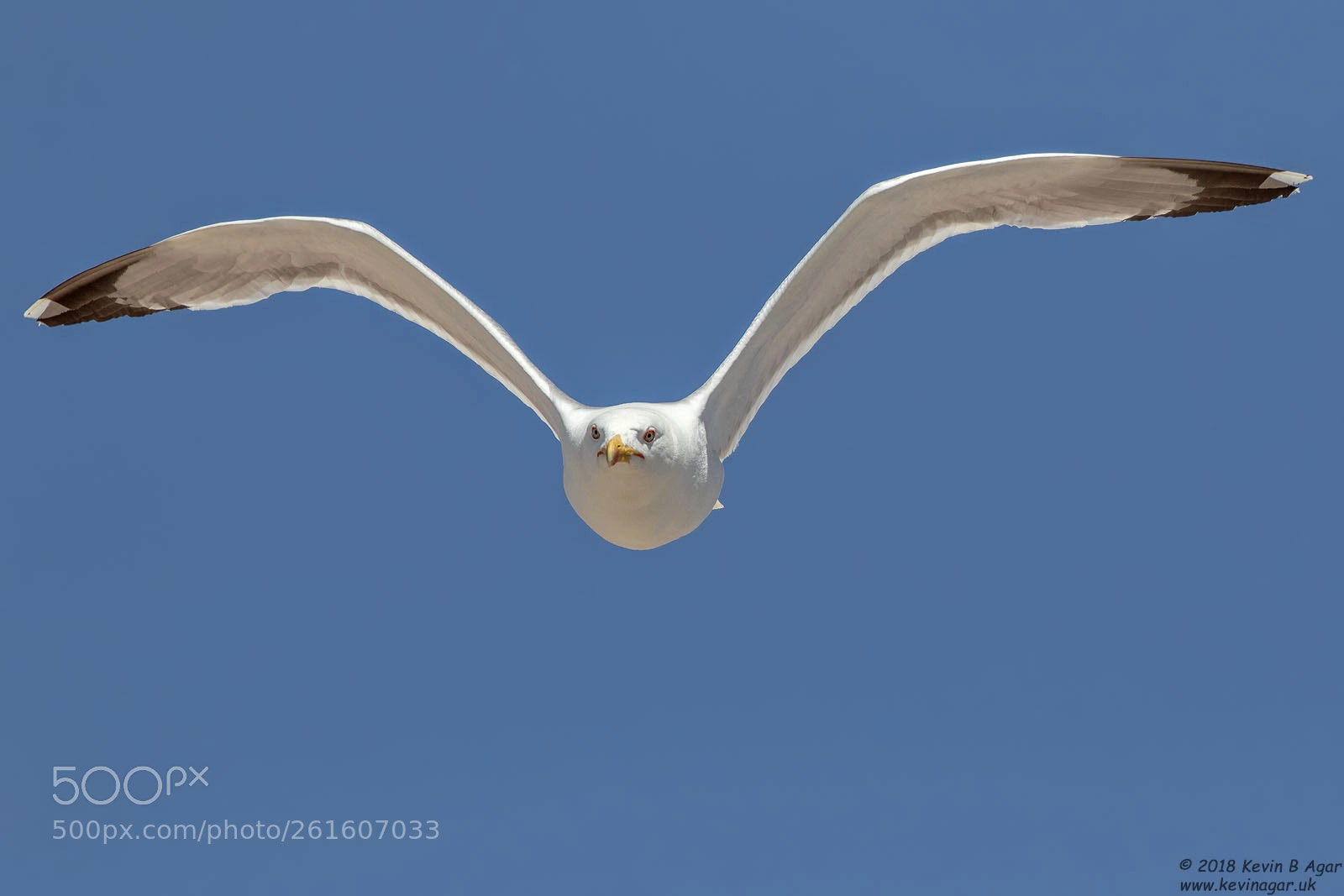 Canon EOS 7D Mark II sample photo. Yellow-legged gull, larus michahellis photography