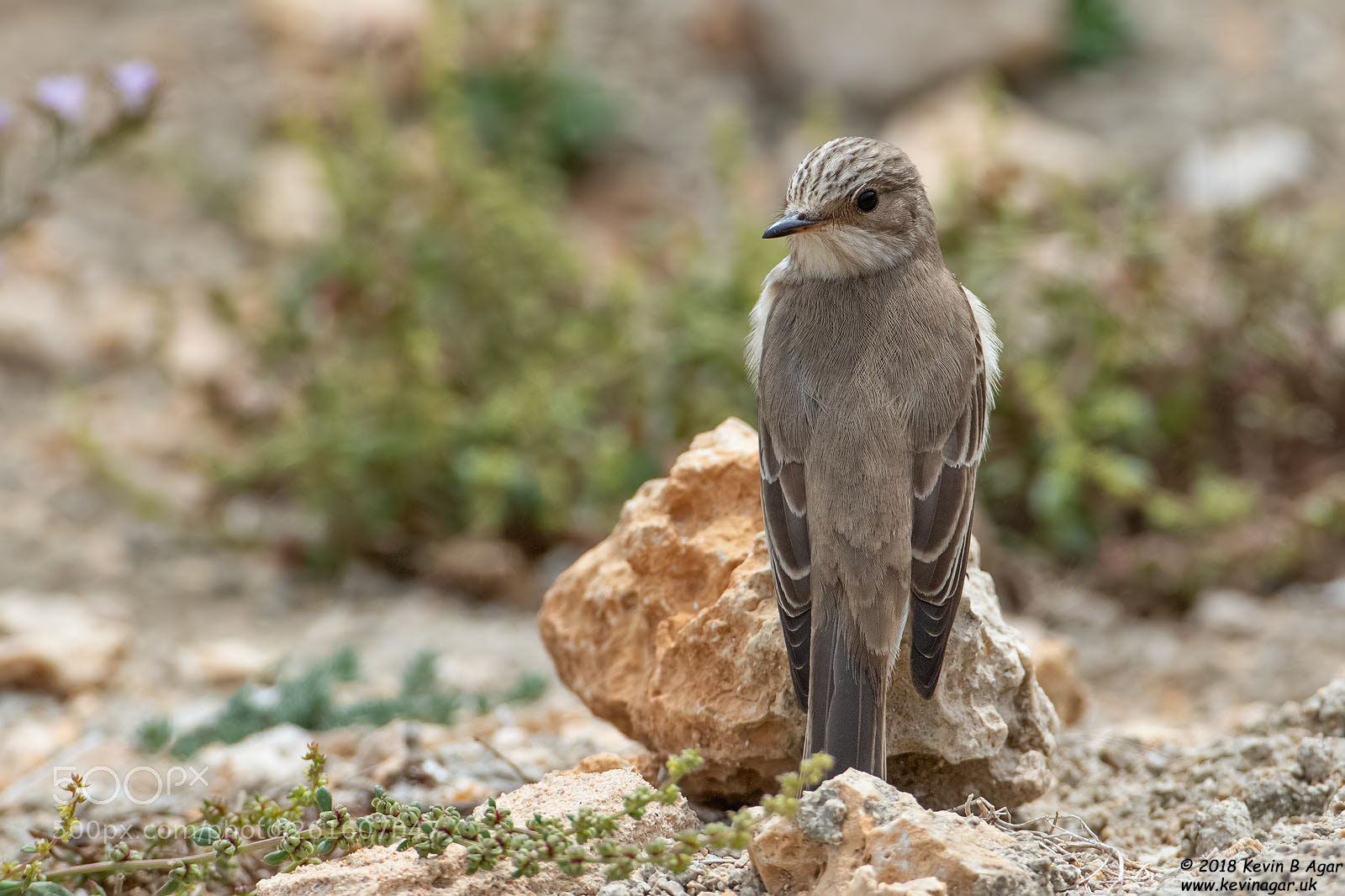Canon EOS 7D Mark II sample photo. Spotted flycatcher, muscicapa striata photography