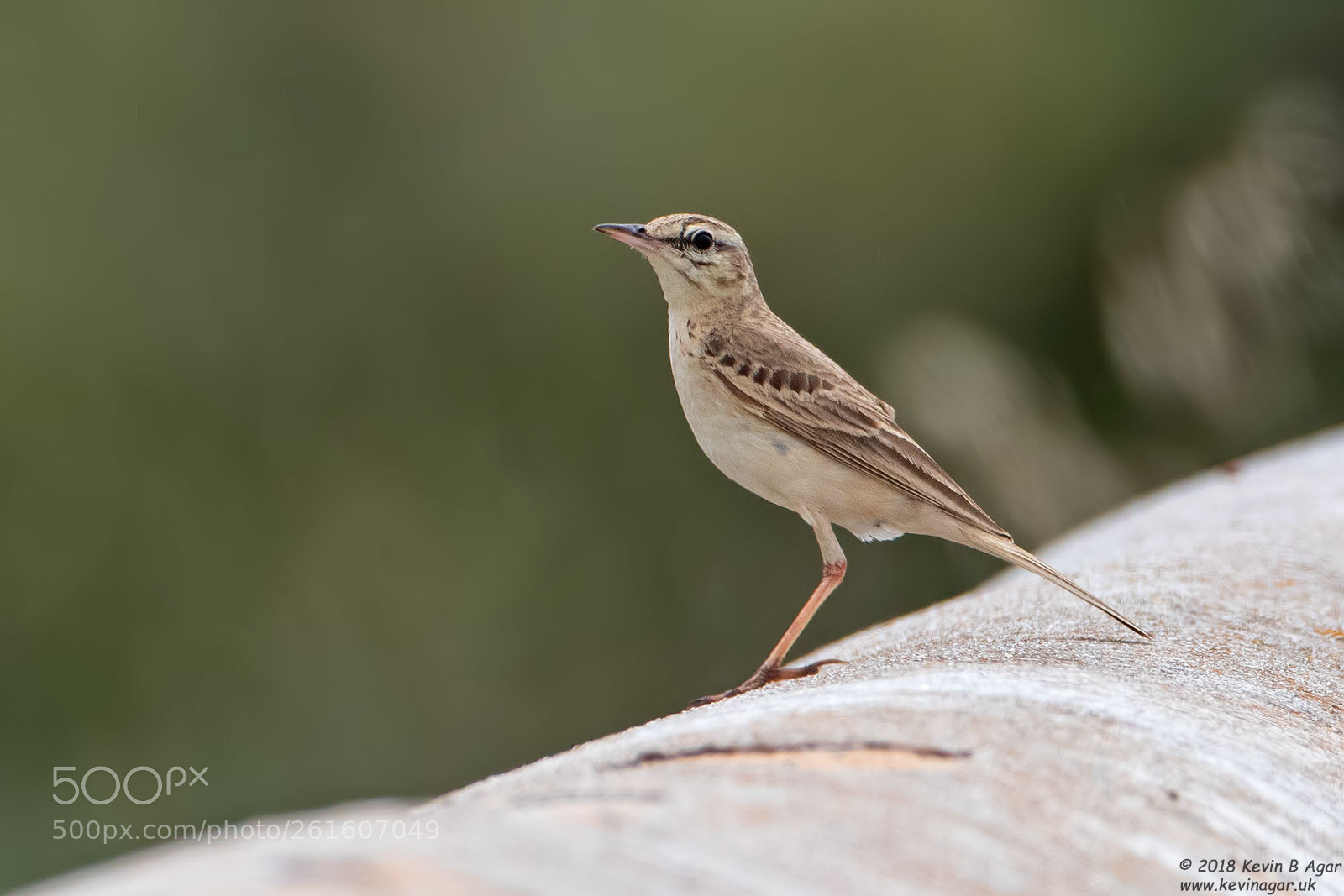 Canon EOS 7D Mark II sample photo. Tawny pipit, anthus campestris photography