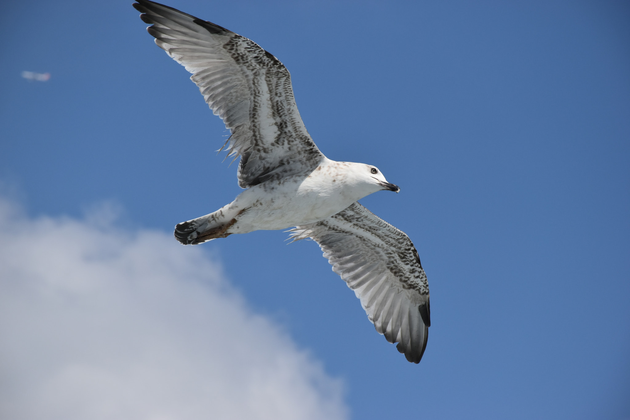 Nikon D5500 sample photo. Fly photography