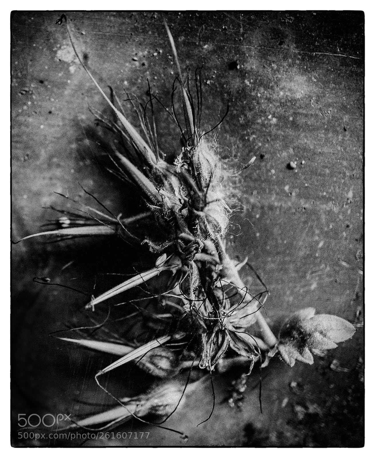 Sony a7 sample photo. Geranium with seed pods photography