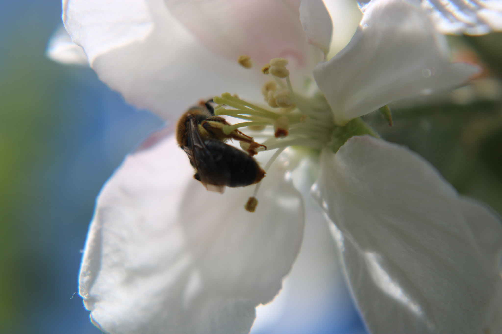 Canon EOS 750D (EOS Rebel T6i / EOS Kiss X8i) sample photo. Bee and flower photography