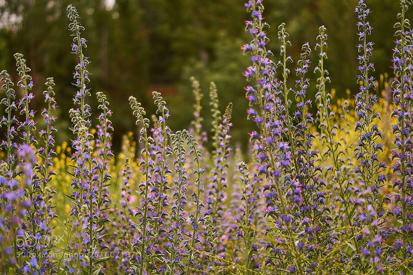 Sony SLT-A58 sample photo. Azules photography