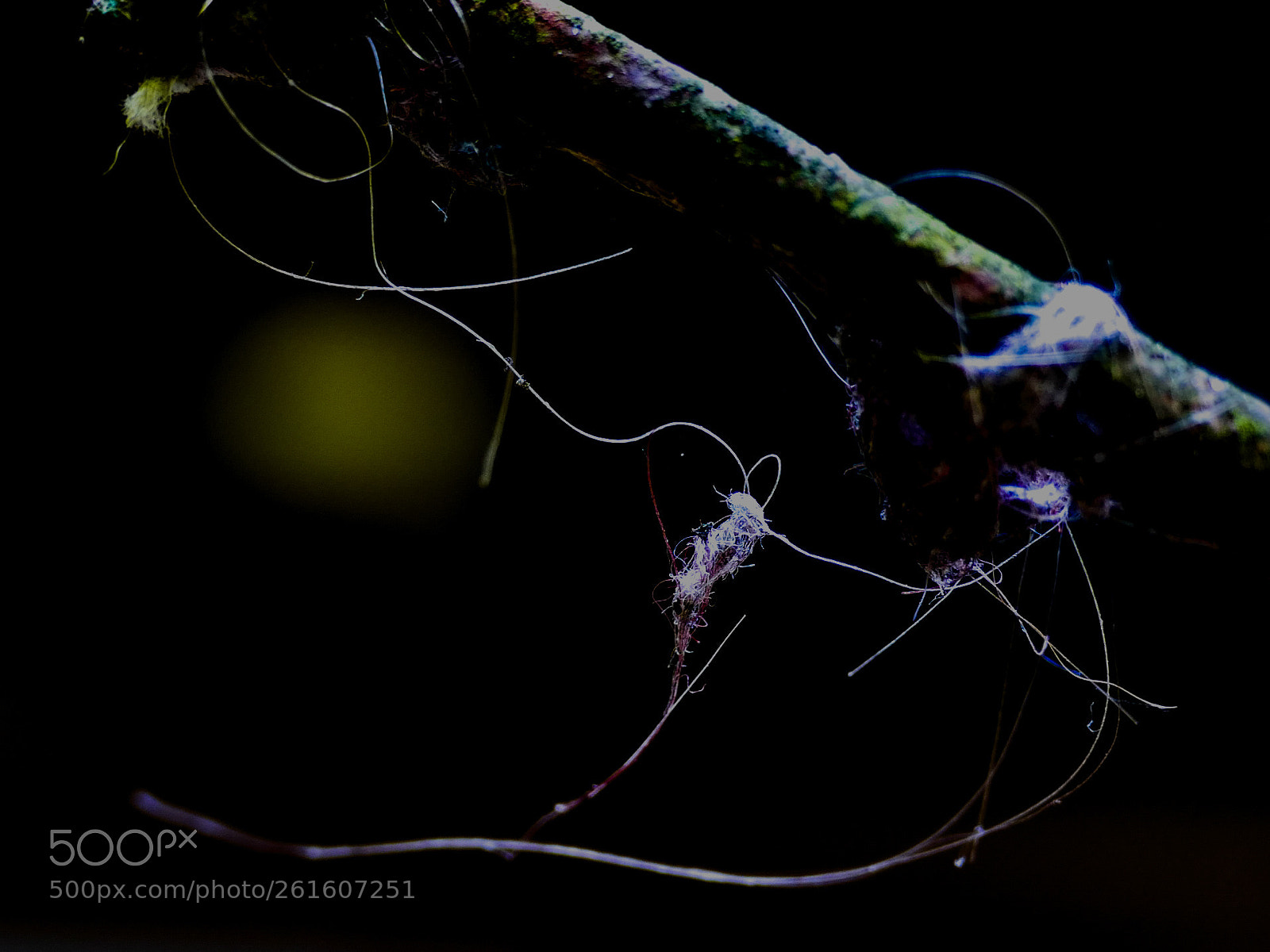 Panasonic Lumix DMC-FZ1000 sample photo. Climbing plant limbs photography