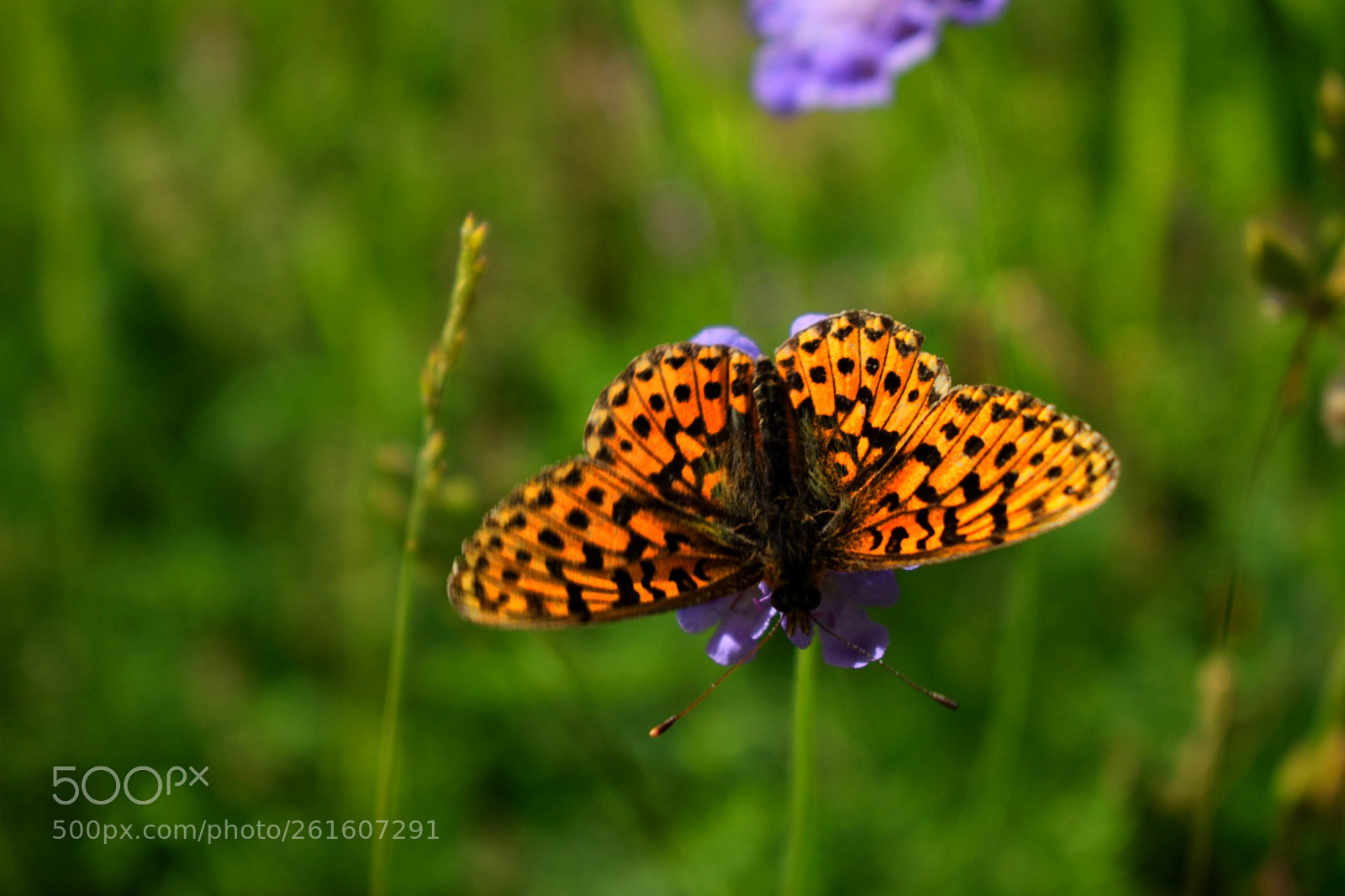 Nikon D3300 sample photo. Orange butterfly photography