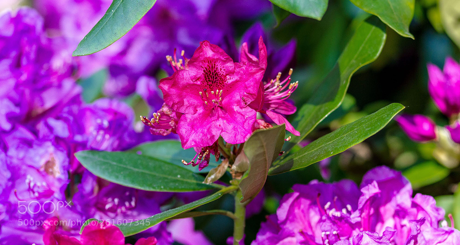 Canon EOS 550D (EOS Rebel T2i / EOS Kiss X4) sample photo. Springtime photography