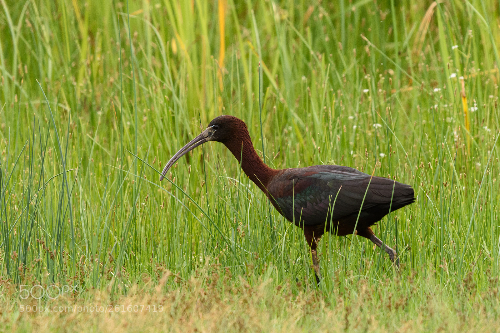 Nikon D7200 sample photo. Glossy ibis photography