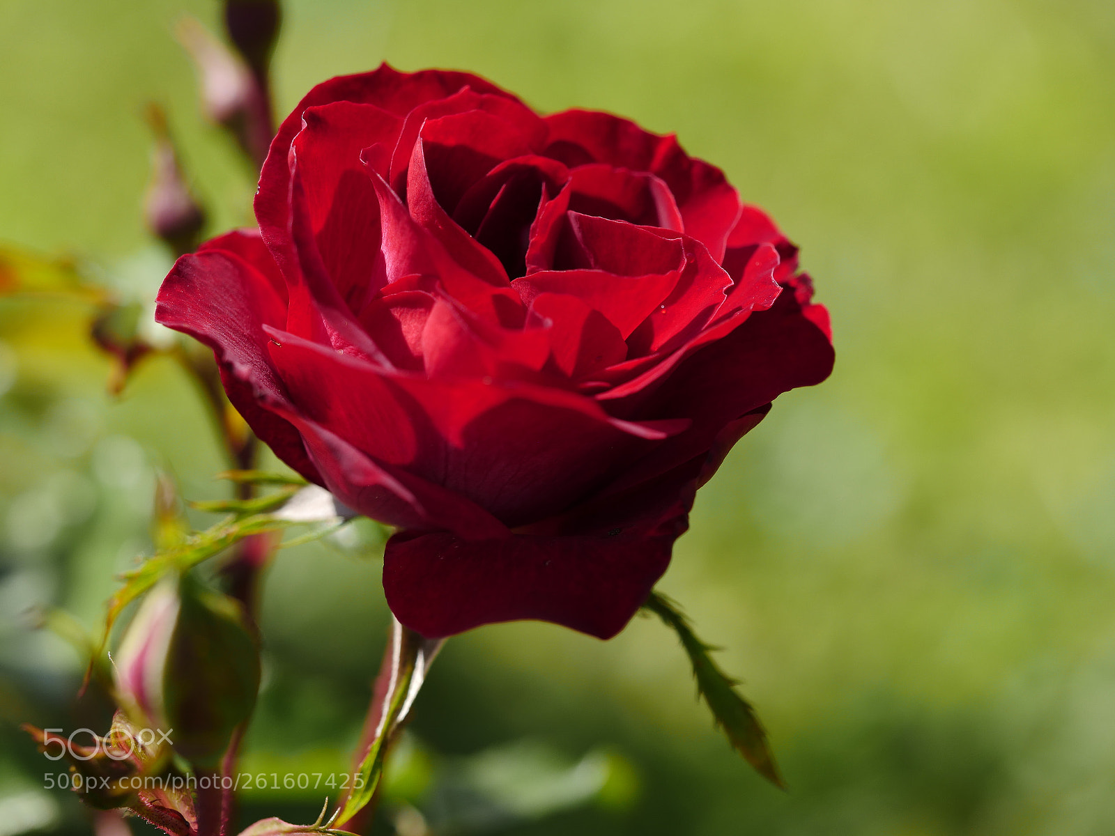 Panasonic Lumix DMC-GX8 sample photo. Red rose photography