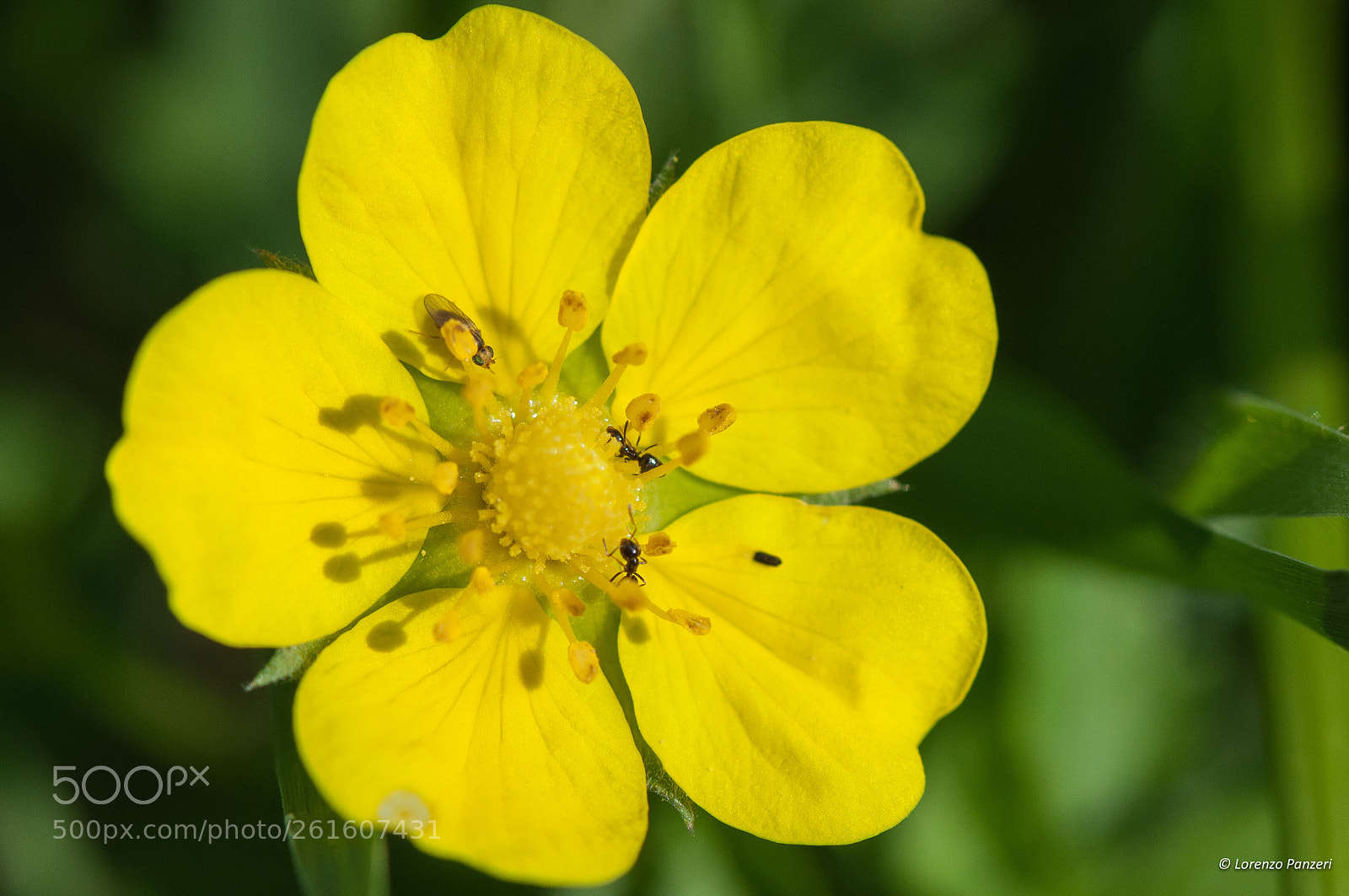 Nikon D90 sample photo. Rich dish... photography