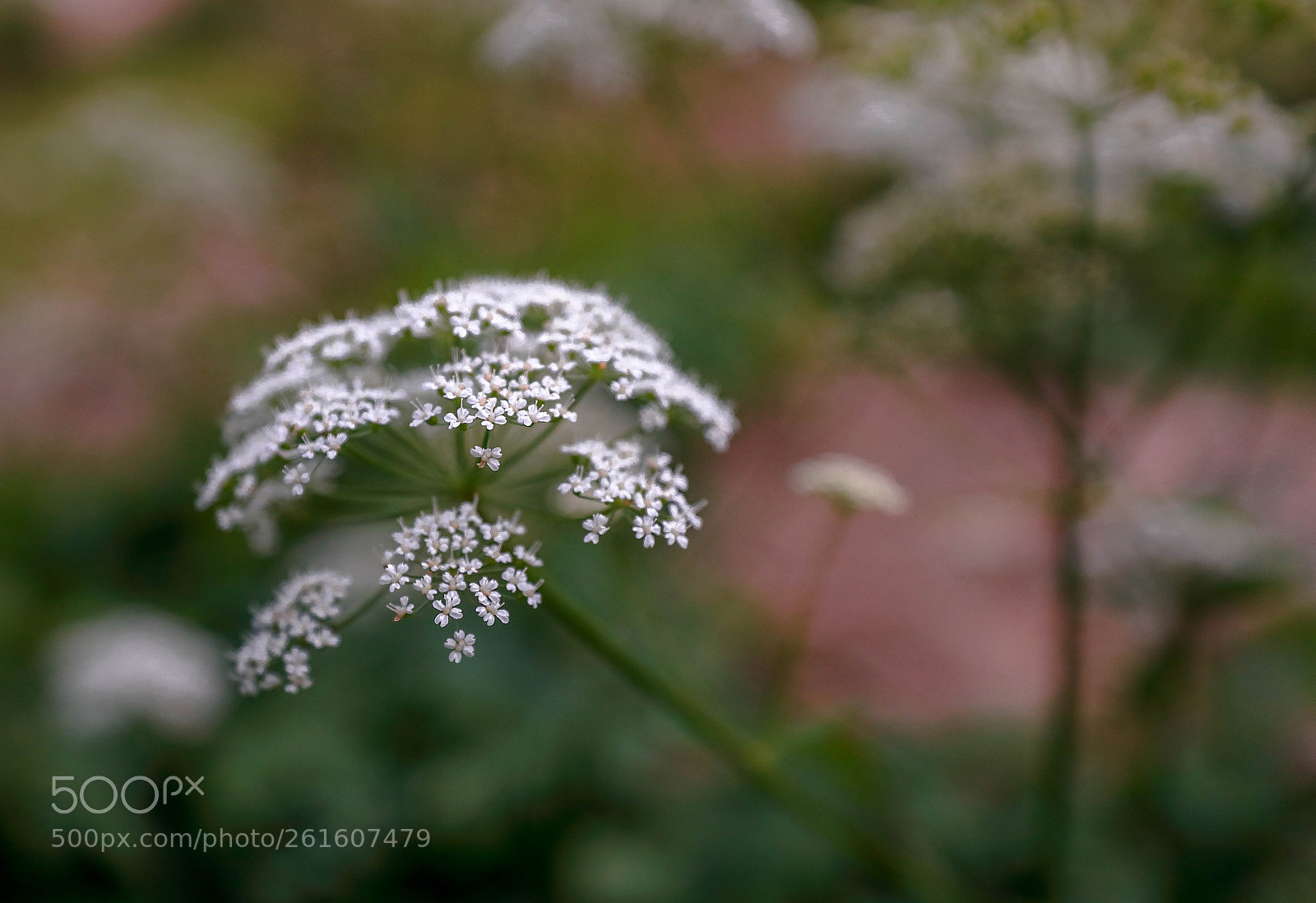 Canon EOS 5D Mark IV sample photo. Der nachmittag vor dem photography