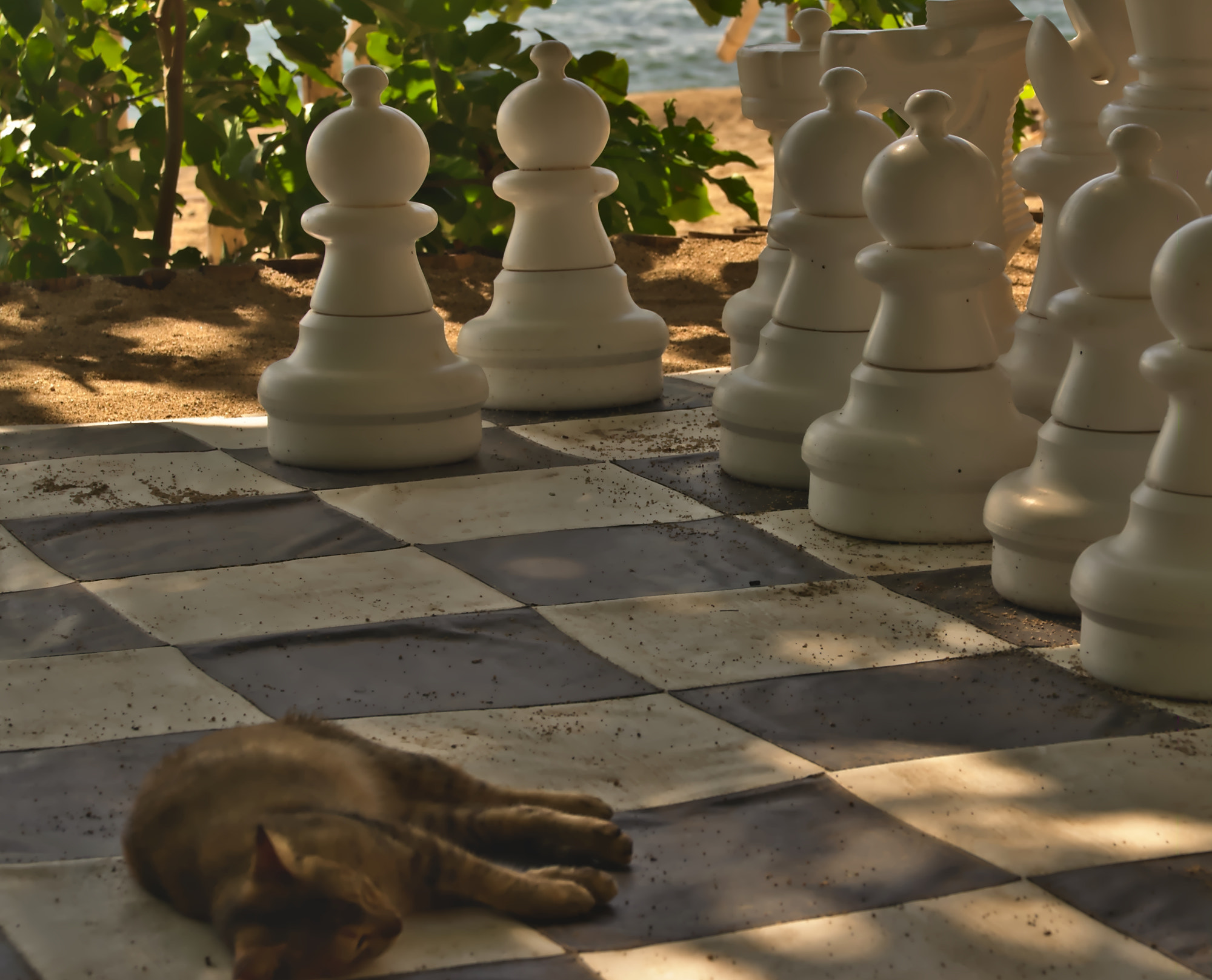 Nikon D5100 sample photo. Schach matt photography