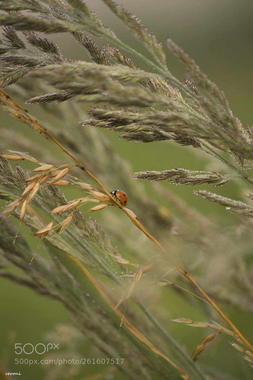 Nikon D3100 sample photo. Ladybird beetle photography