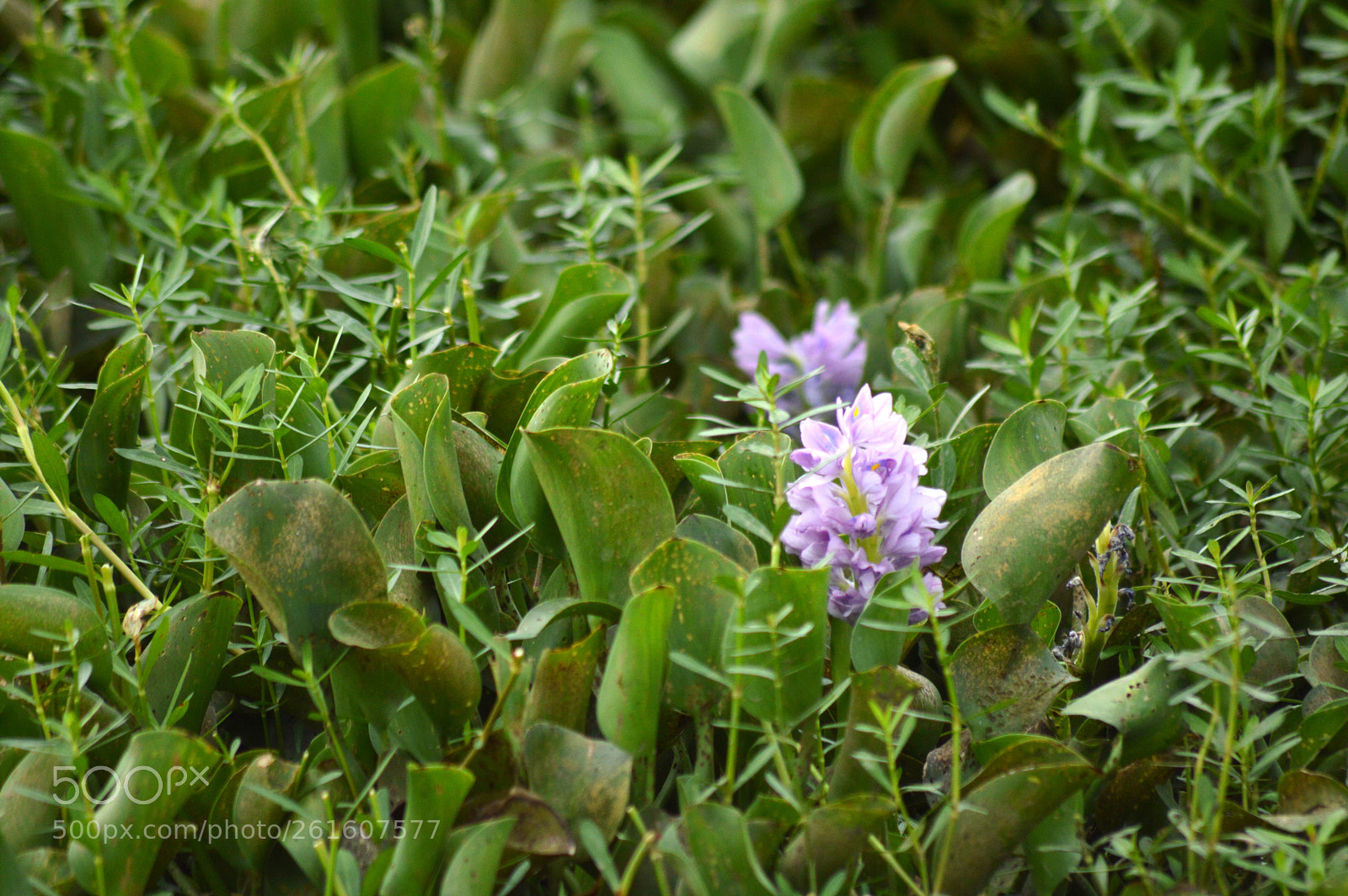 Nikon D3200 sample photo. Dsc photography