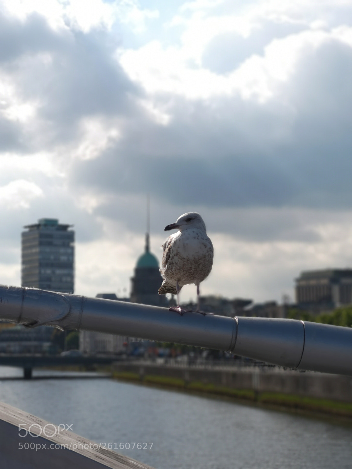 HUAWEI CLT-L09 sample photo. Seagull photography