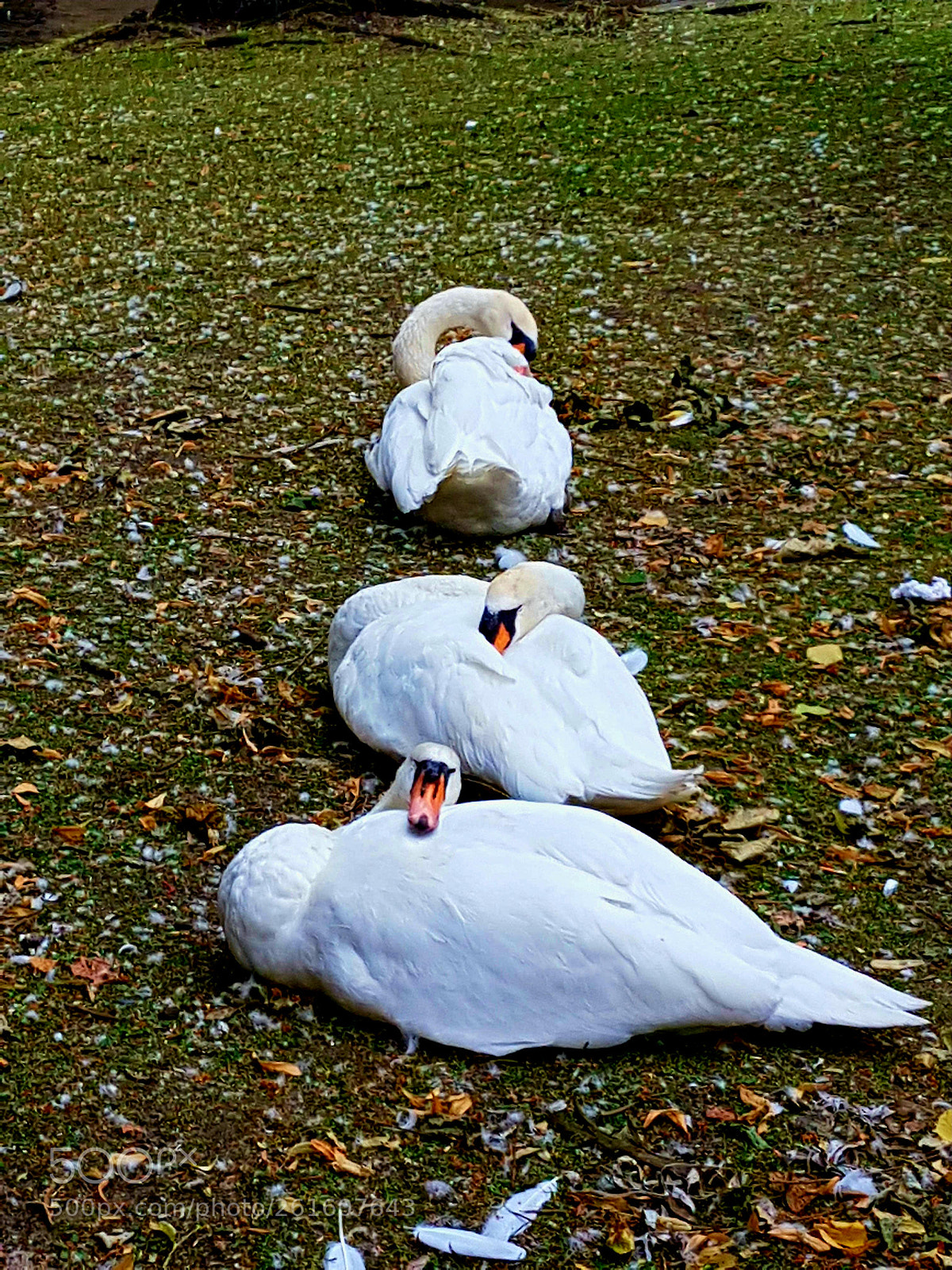 Samsung Galaxy S7 Edge sample photo. 1 duck, 2 duck 3 duck... photography