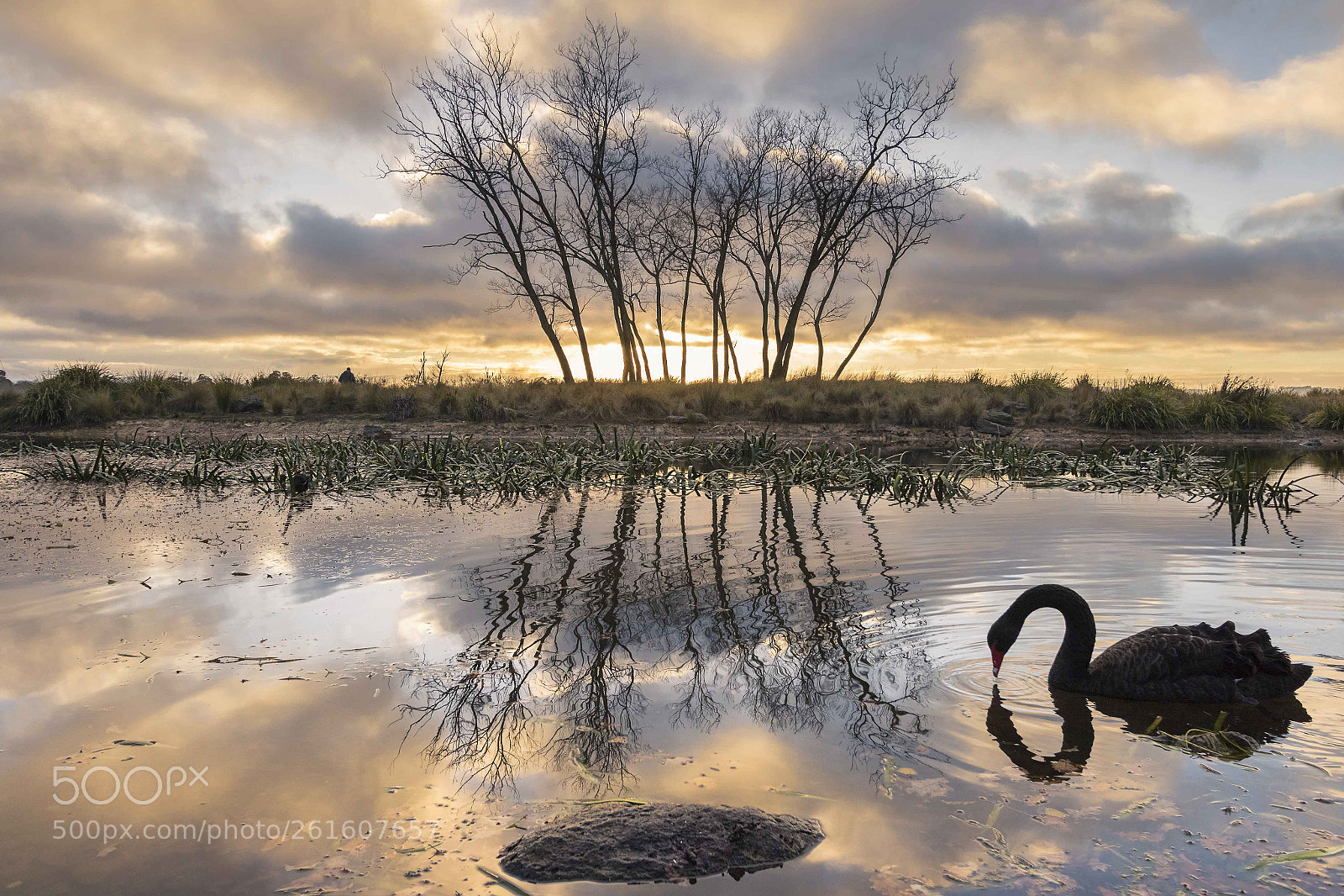Canon EOS 7D Mark II sample photo. Swan silhouette at sunrise photography