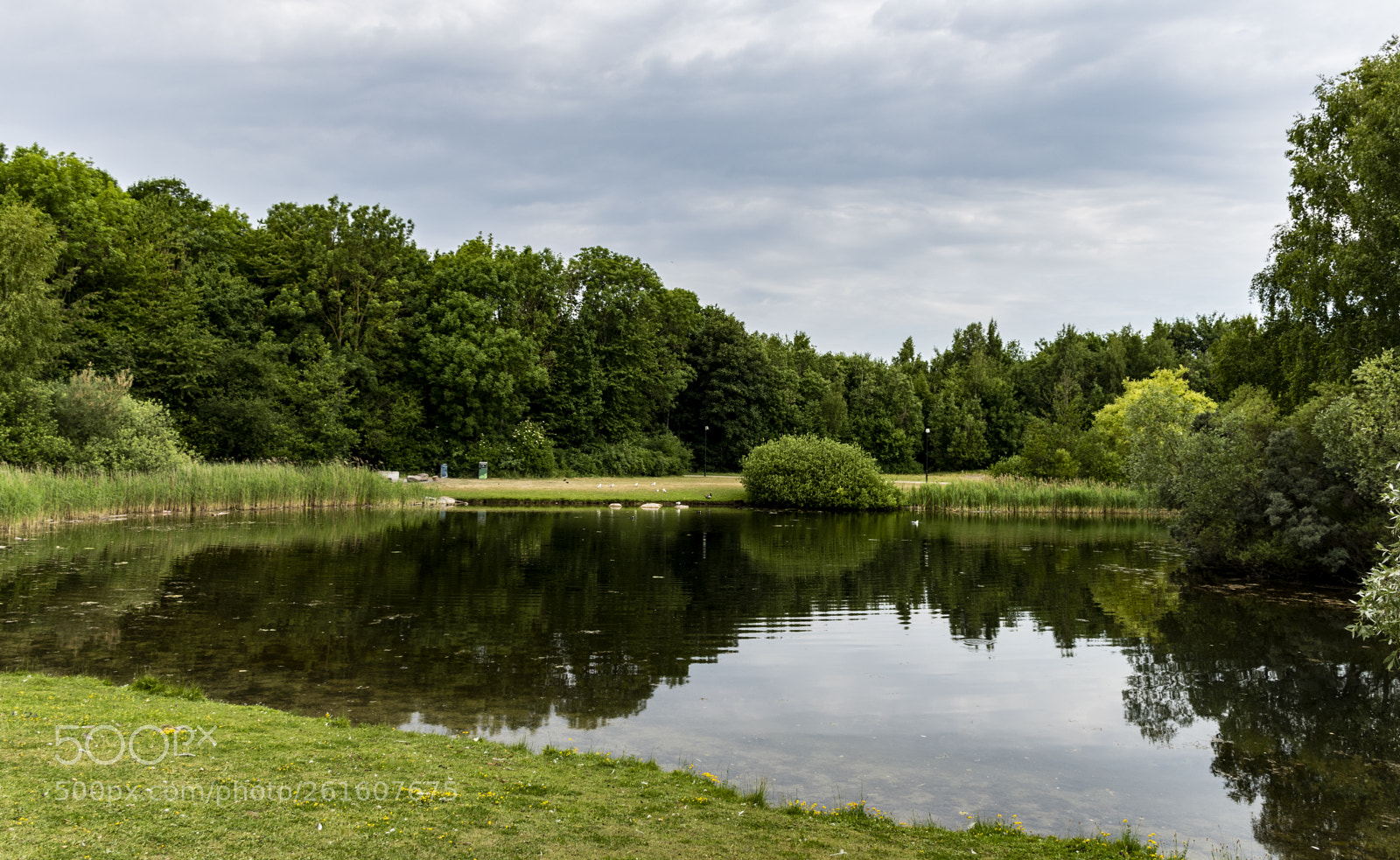 Nikon D5600 sample photo. Swedish nature photography