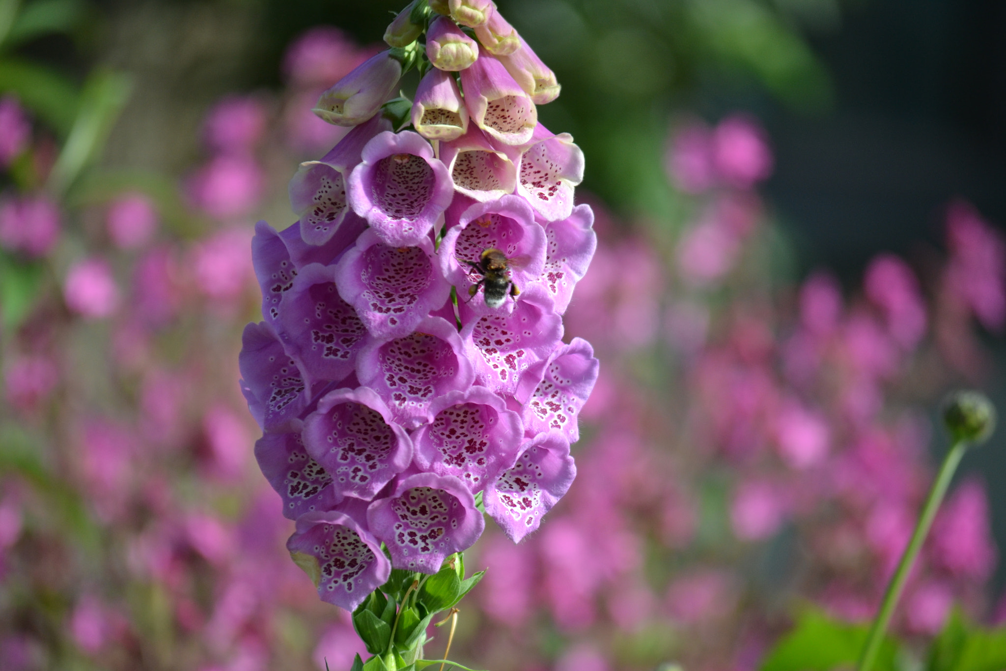 Nikon D3100 sample photo. Summer buzzing photography