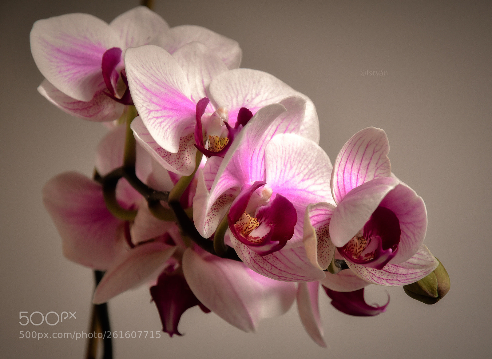 Nikon D7200 sample photo. Just orchid / ©istván photography