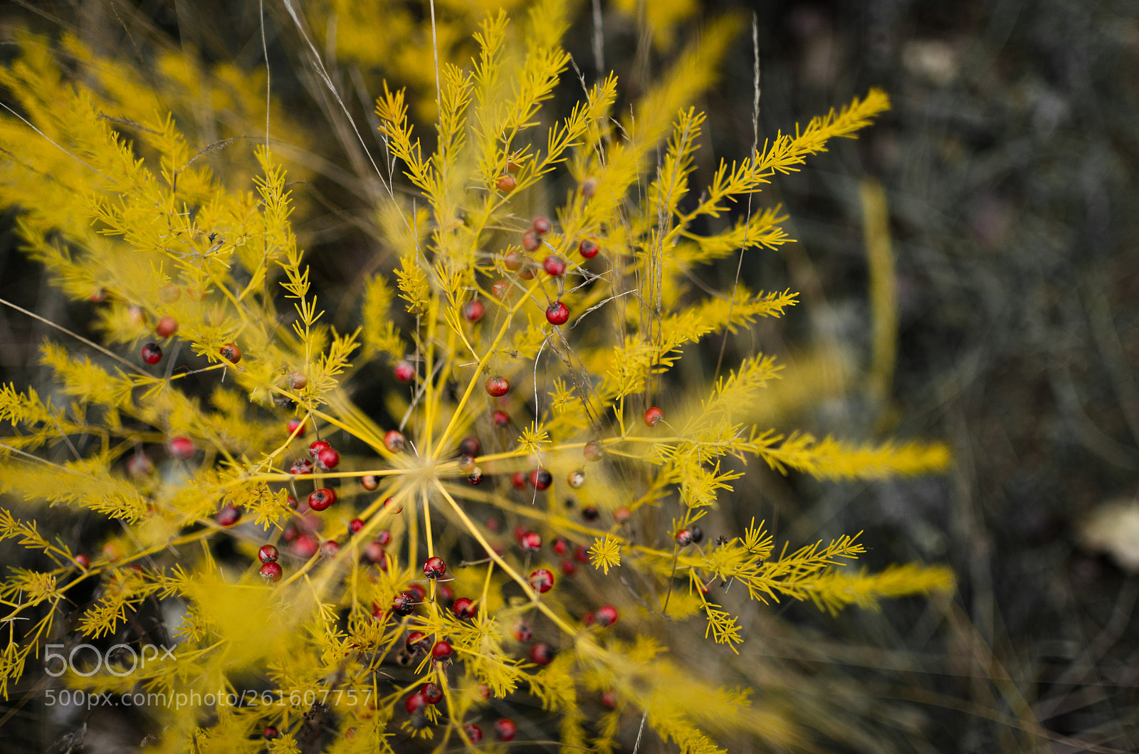 Nikon D7000 sample photo. Autumn fruits photography