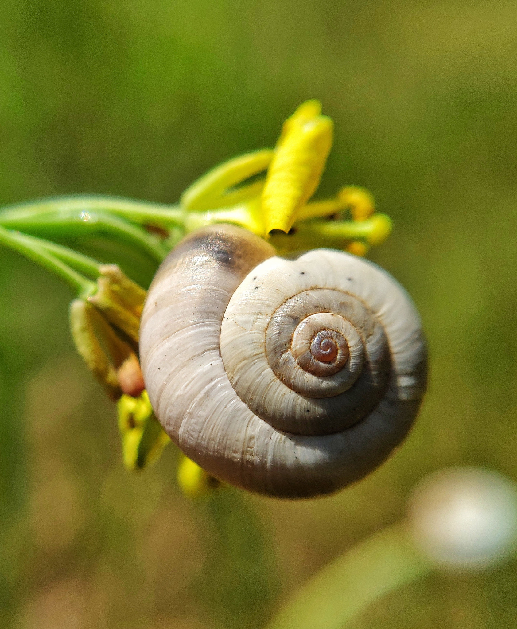 Xiaomi Mi MIX 2S sample photo. Snail photography