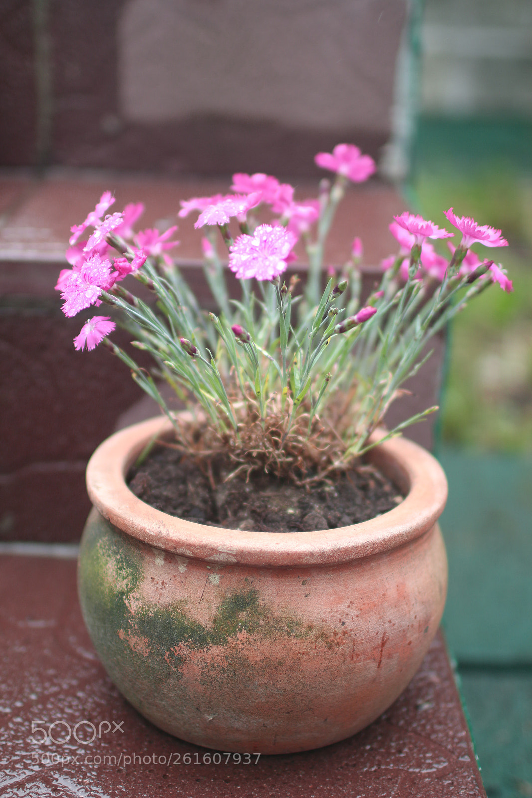 Canon EOS 650D (EOS Rebel T4i / EOS Kiss X6i) sample photo. Head in the flowers photography