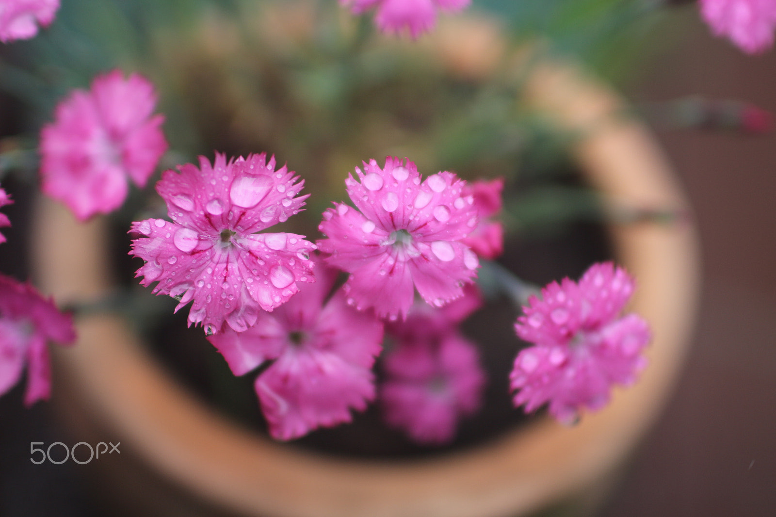 Canon EOS 650D (EOS Rebel T4i / EOS Kiss X6i) + Canon EF 35mm F1.4L USM sample photo. Head in the flowers photography