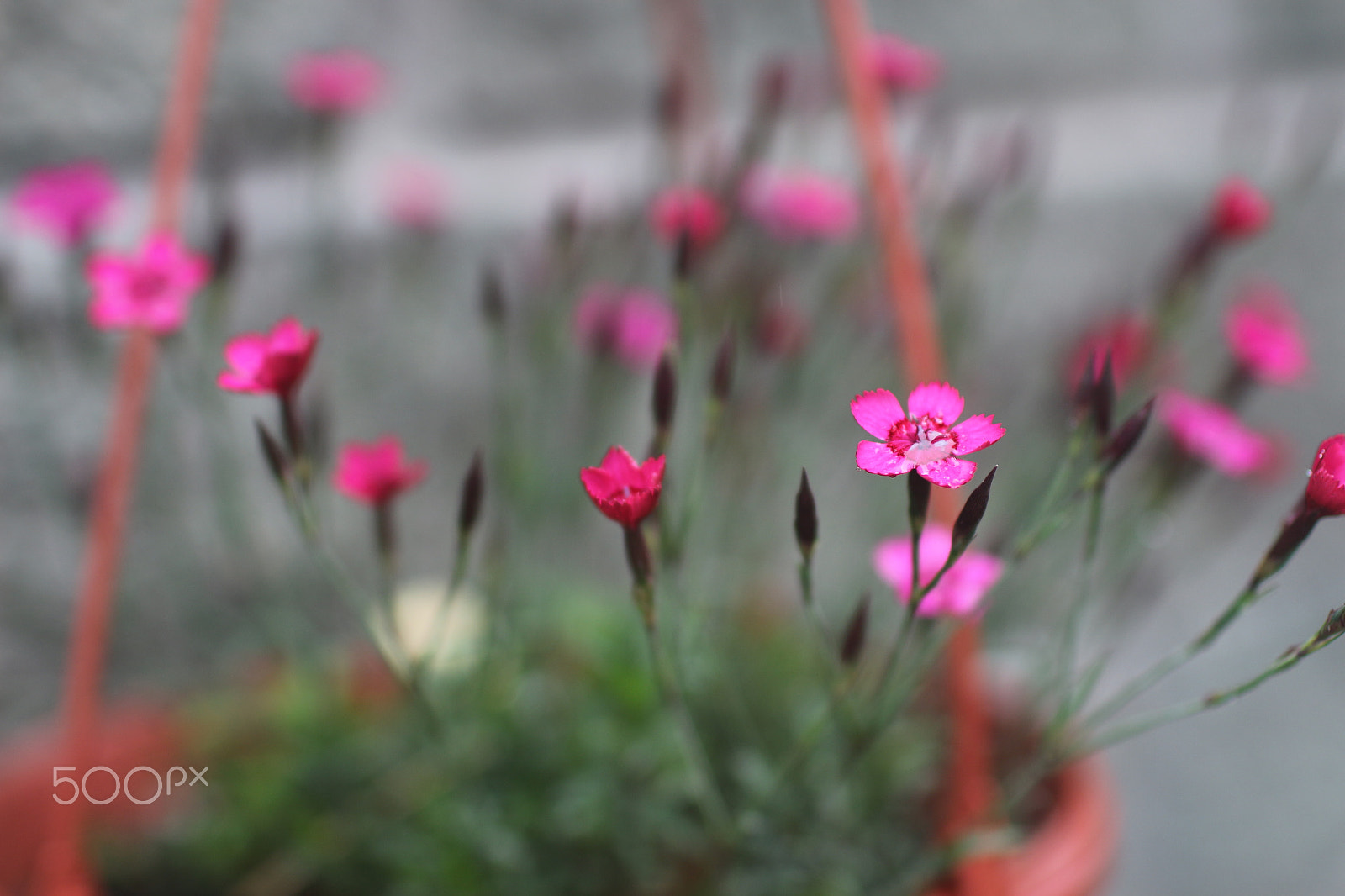 Canon EOS 650D (EOS Rebel T4i / EOS Kiss X6i) + Canon EF 35mm F1.4L USM sample photo. Head in the flowers photography