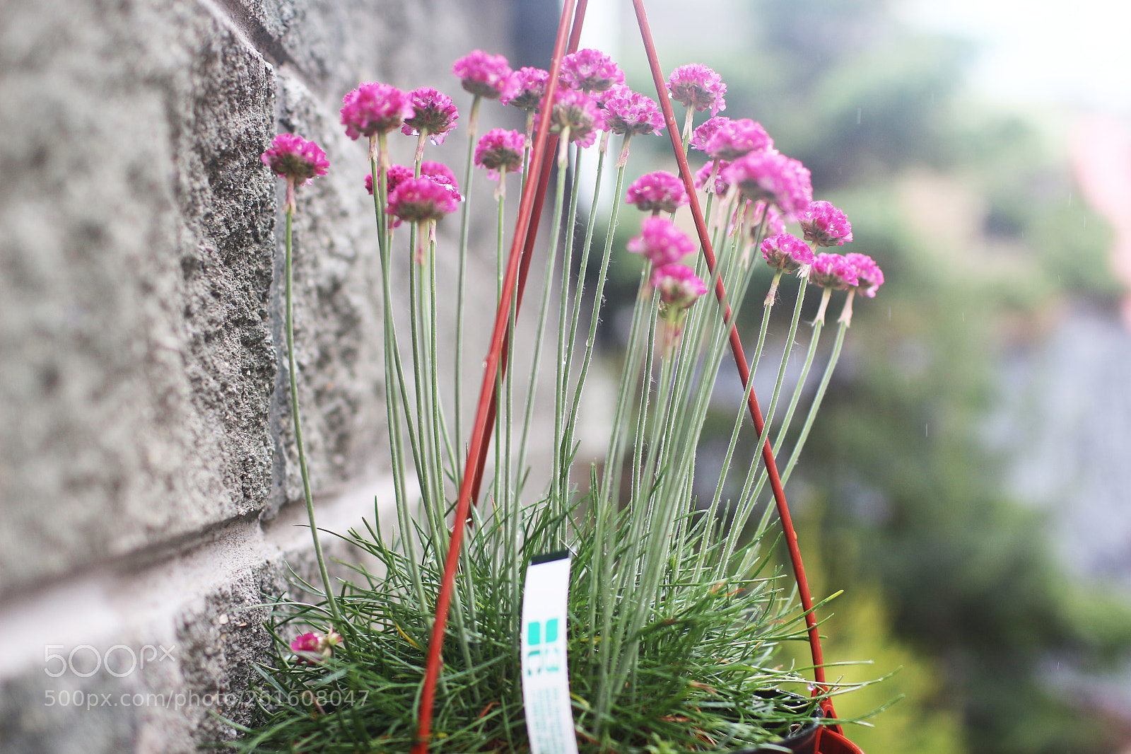 Canon EOS 650D (EOS Rebel T4i / EOS Kiss X6i) sample photo. Head in the flowers photography