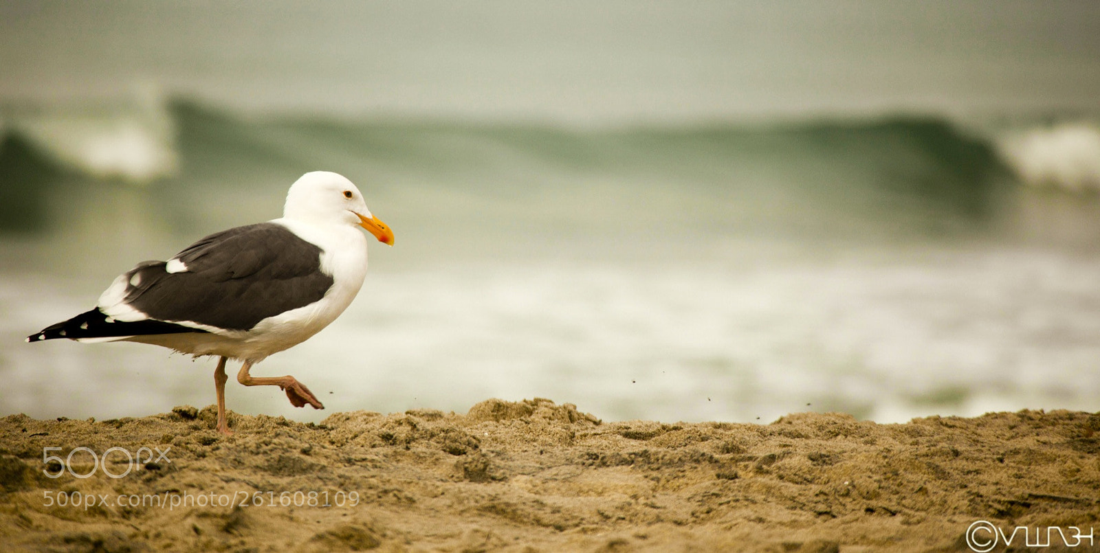 Canon EOS 5D Mark II sample photo. Seagull on sandiego beach photography