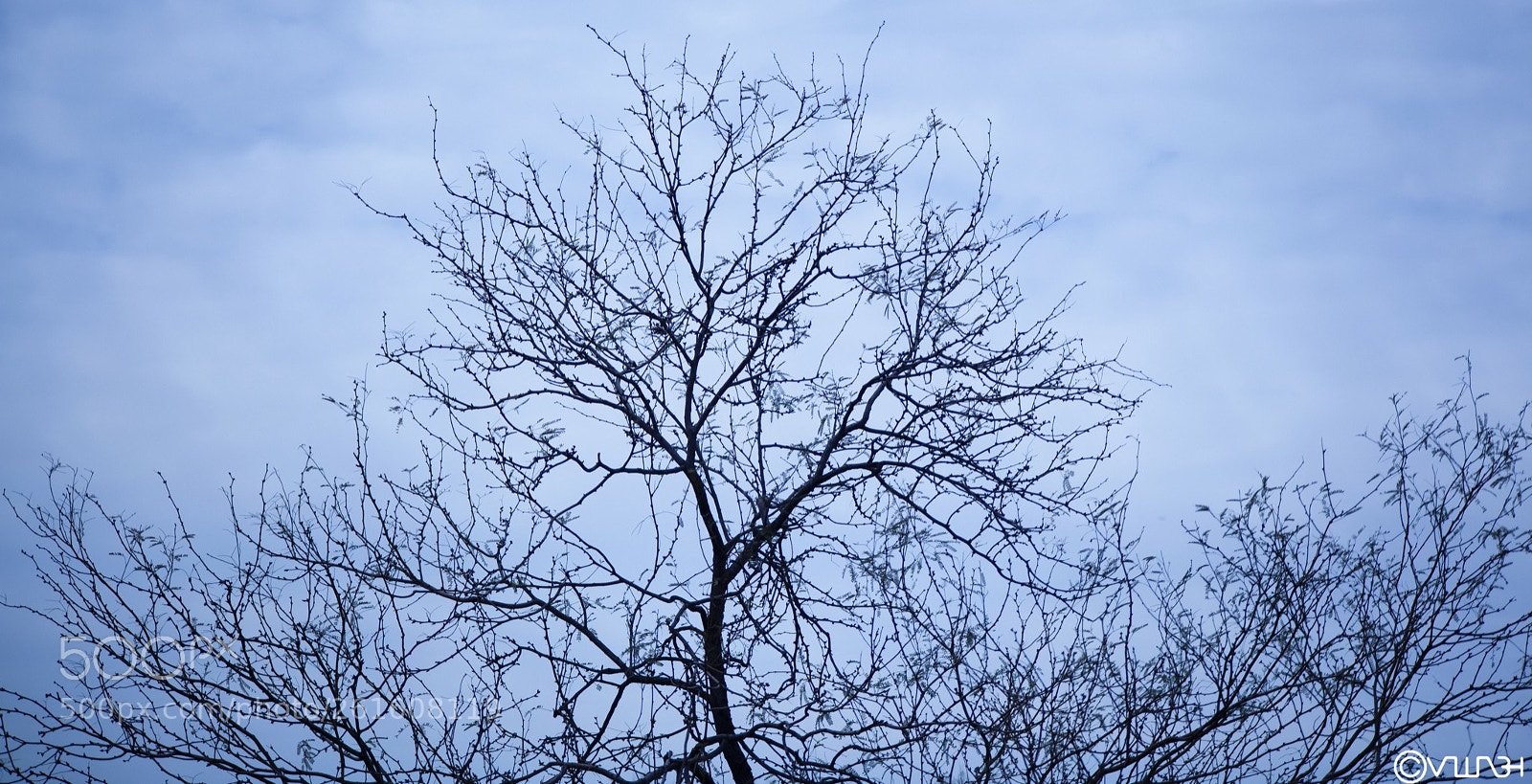 Canon EOS 5D Mark II sample photo. Winter tree in phoenix photography