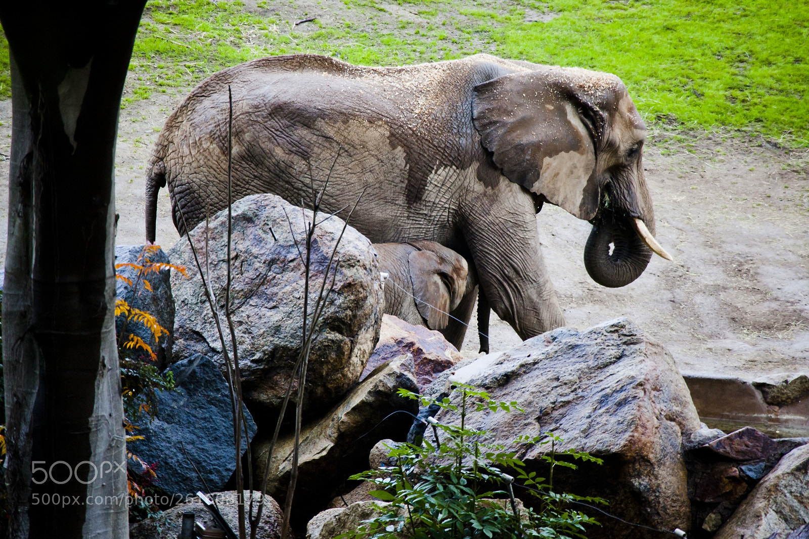 Canon EOS 5D Mark II sample photo. Elephants at san diego photography