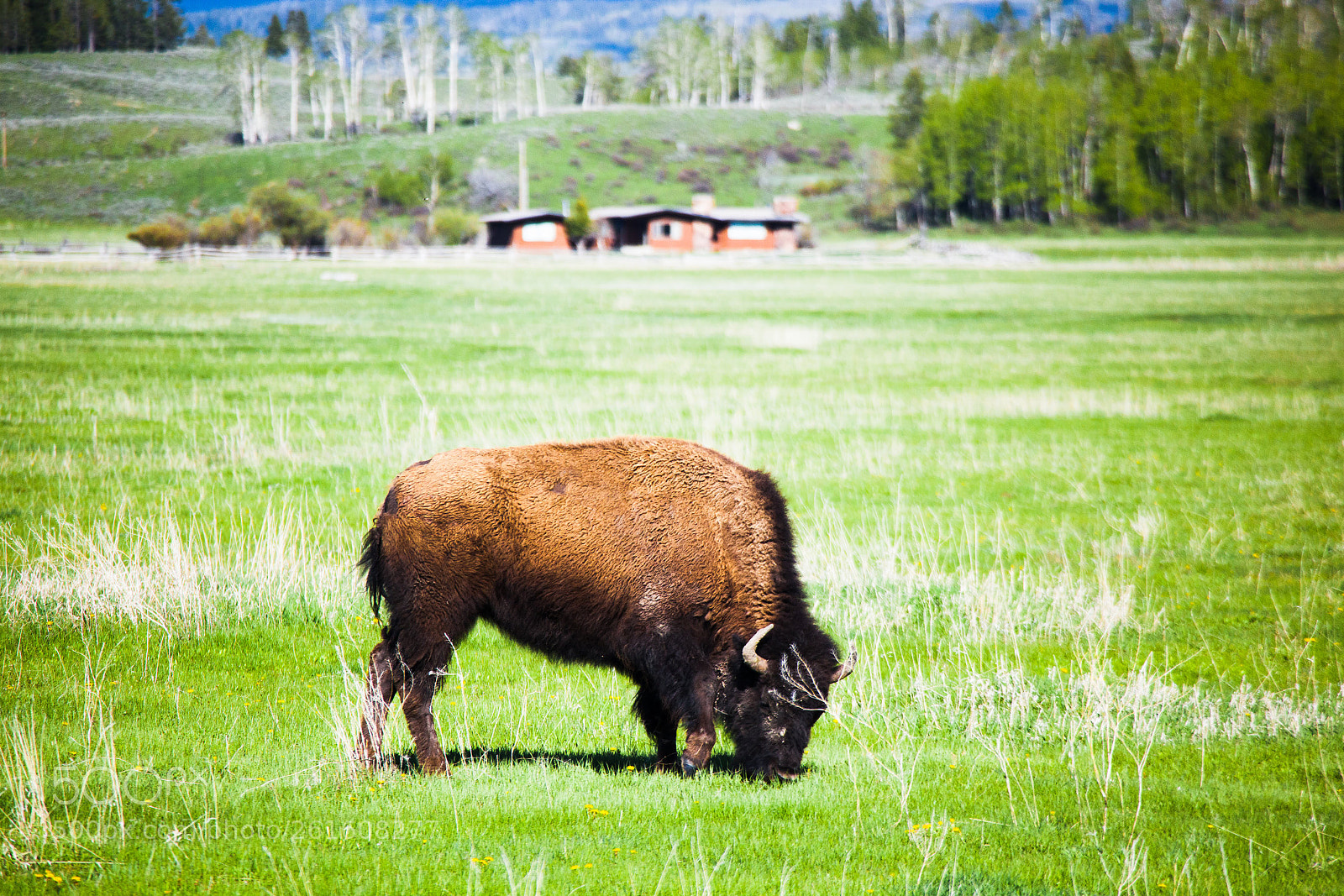Canon EOS 5D Mark II sample photo. Bison grazing, yellowstone national photography