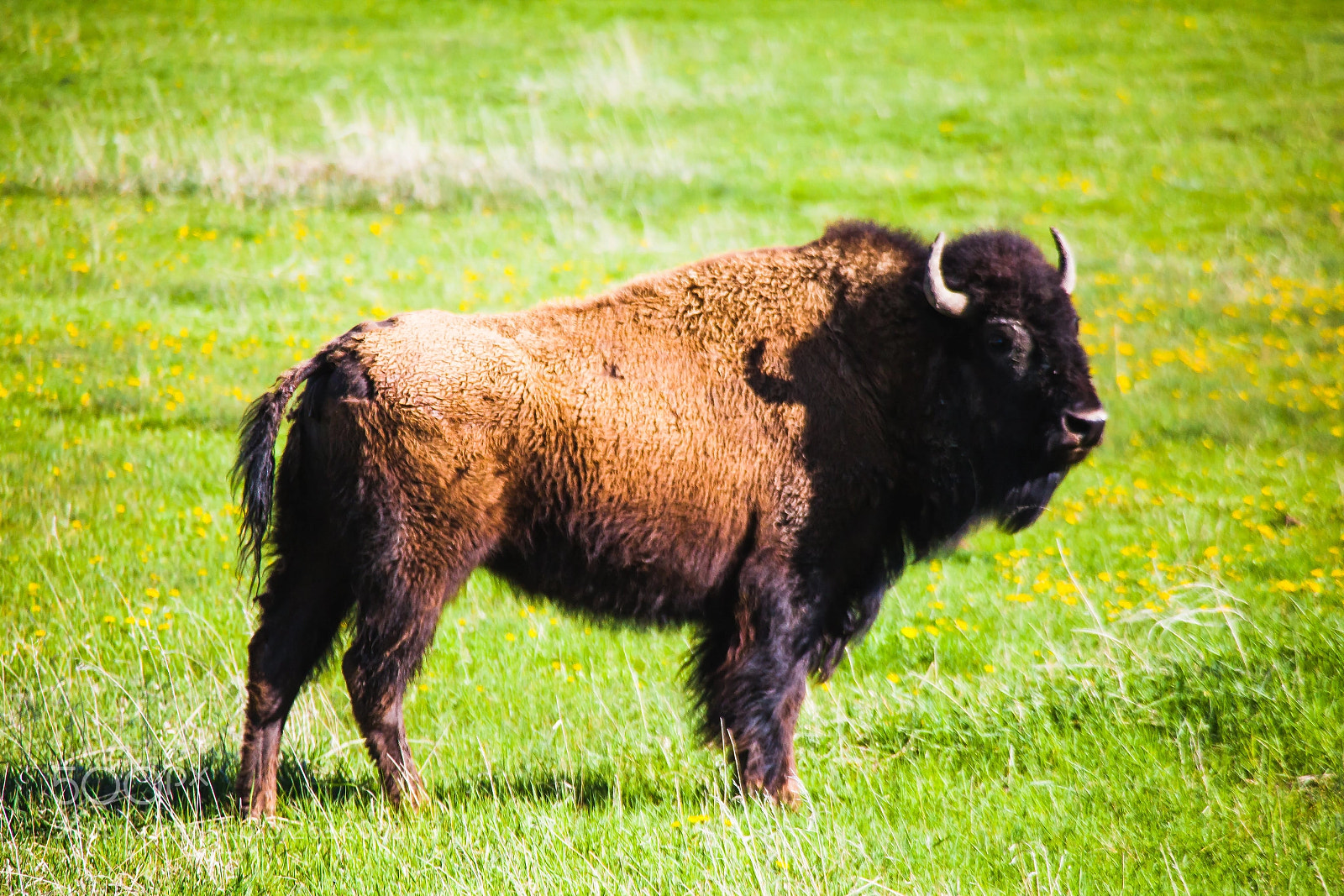 Canon EOS 5D Mark II sample photo. Bison in yellowstone national photography
