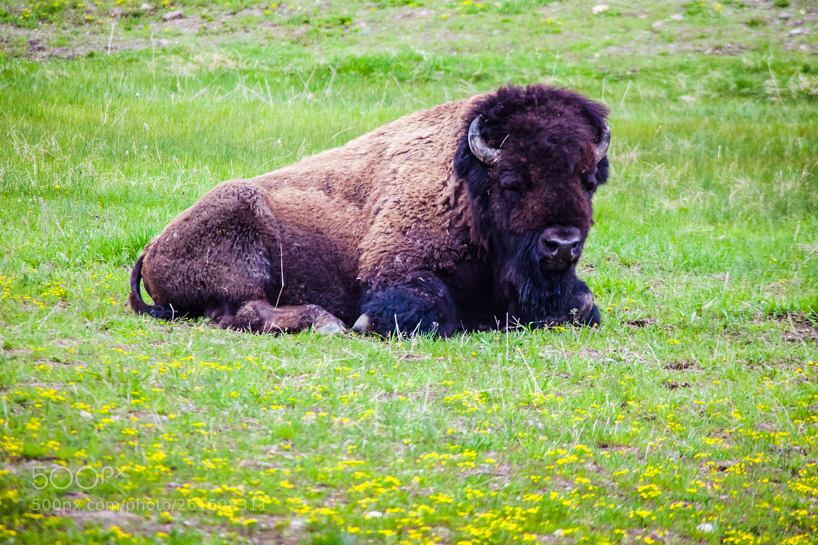 Canon EOS 5D Mark II sample photo. Bison resting, yellowstone national photography