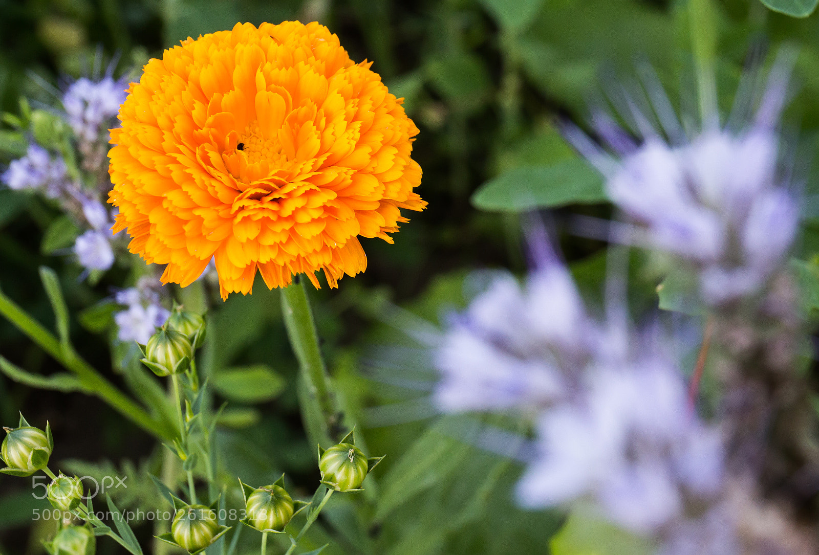 Canon EOS 6D sample photo. Orange photography