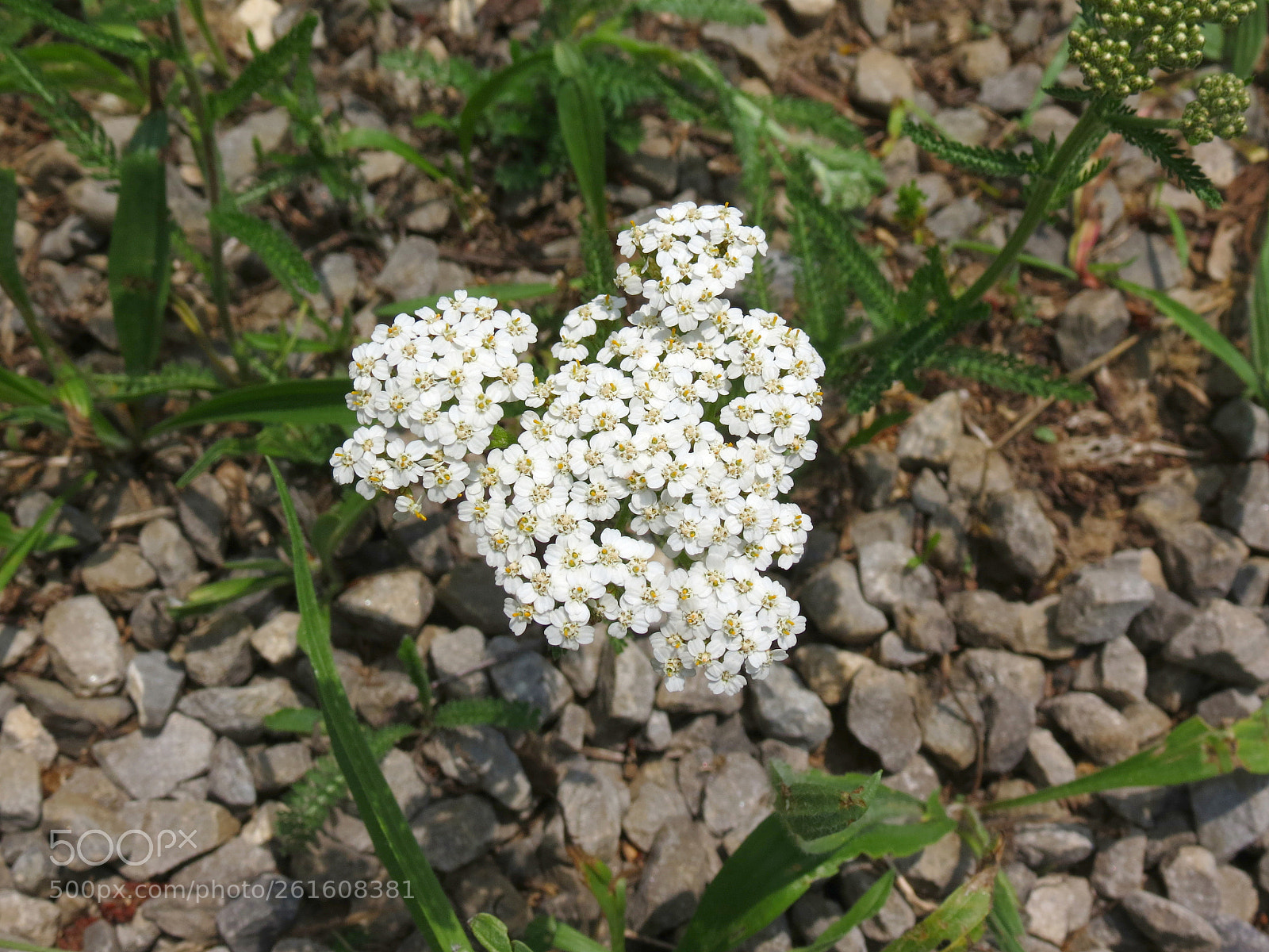 Canon PowerShot SX40 HS sample photo. Achillea millefolium photography