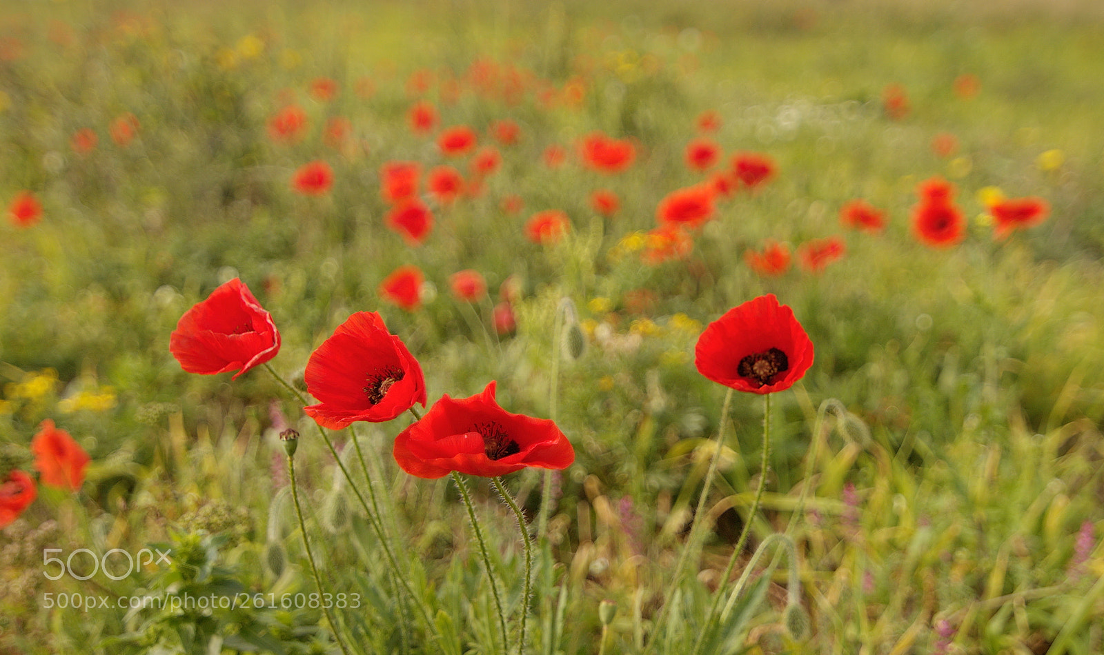 Canon EOS 70D sample photo. Meadow hurly-burly photography