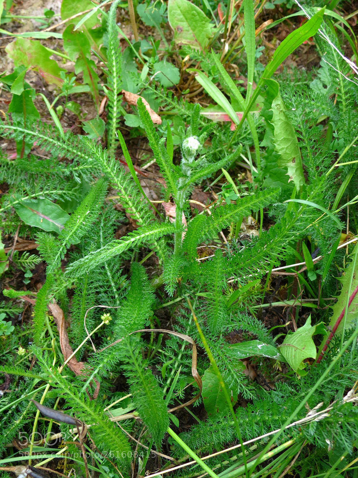 Canon PowerShot SX40 HS sample photo. Achillea millefolium photography
