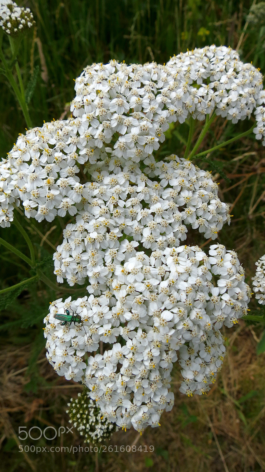Canon PowerShot SX40 HS sample photo. Achillea millefolium photography