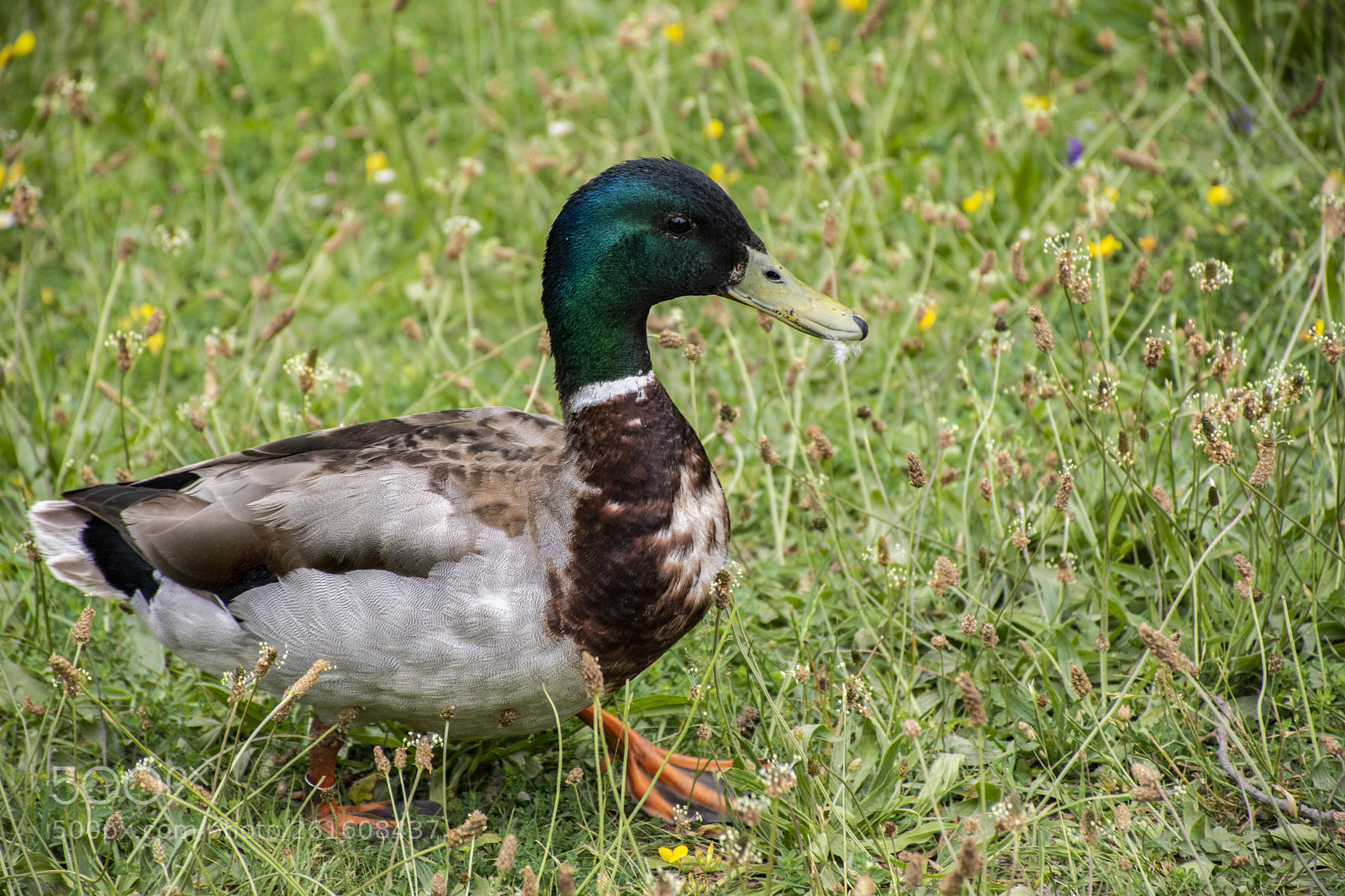 Nikon D5600 sample photo. Dsc photography