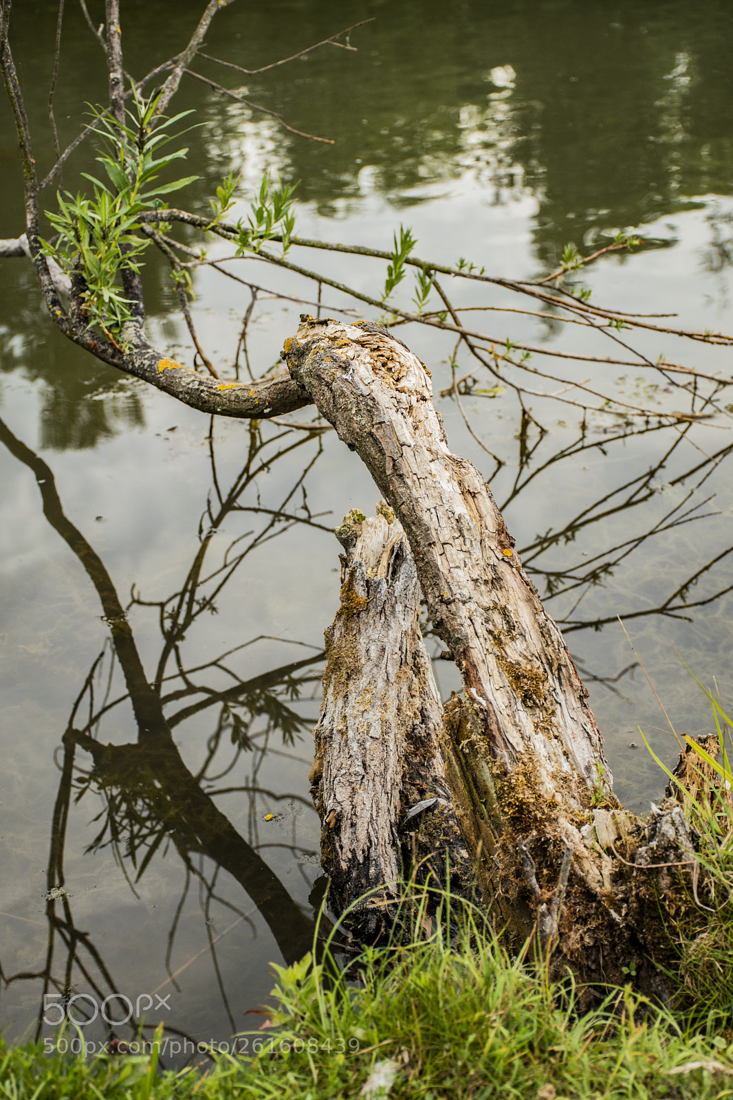 Nikon D5600 sample photo. Dsc photography