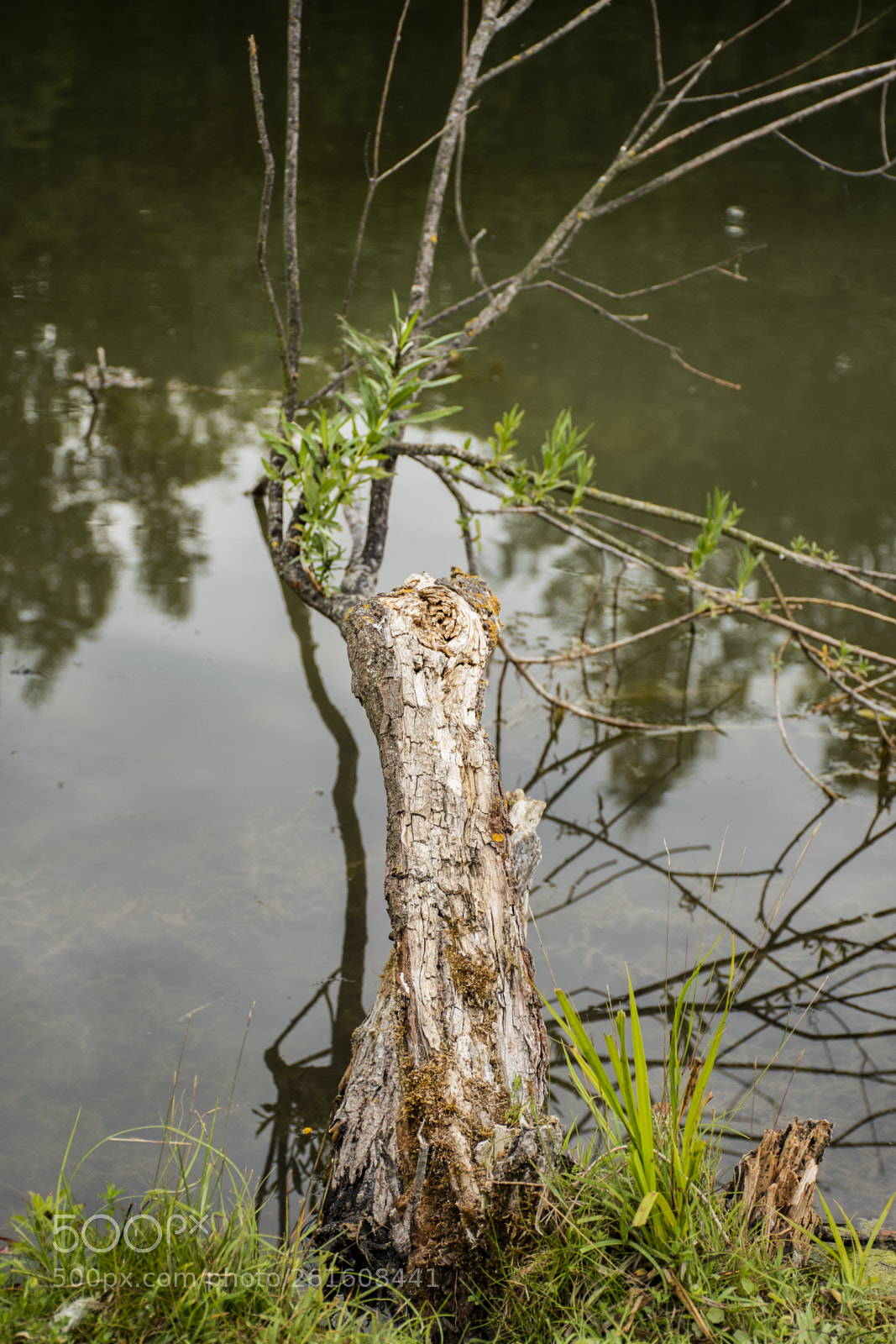 Nikon D5600 sample photo. Dsc photography