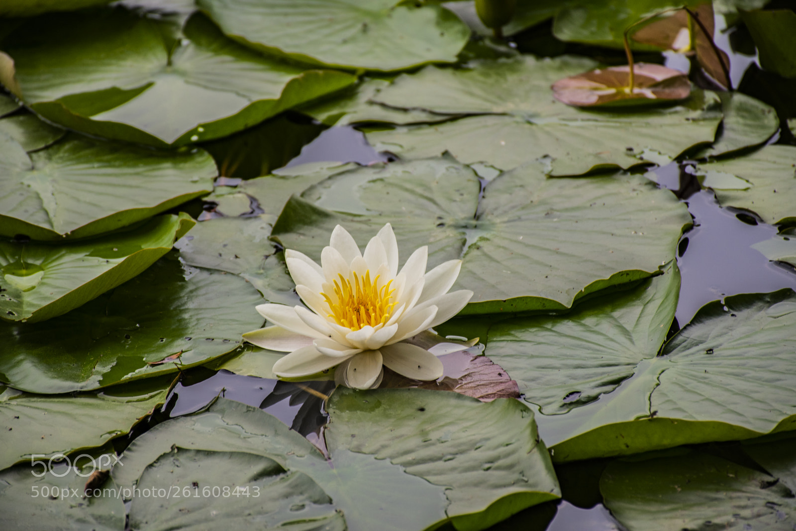 Nikon D5600 sample photo. Dsc photography