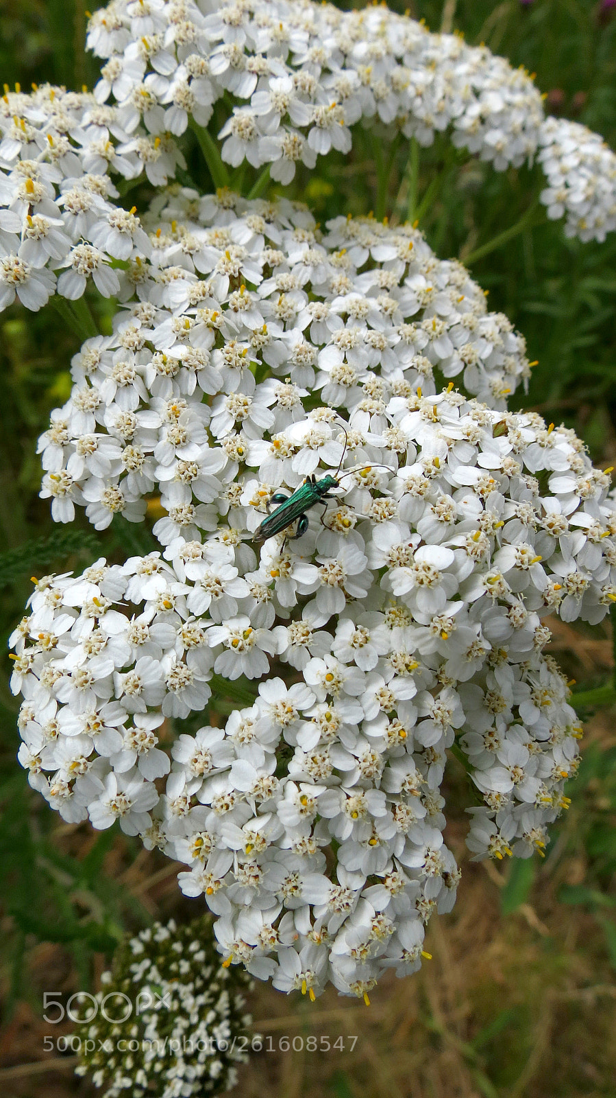 Canon PowerShot SX40 HS sample photo. Achillea millefolium photography