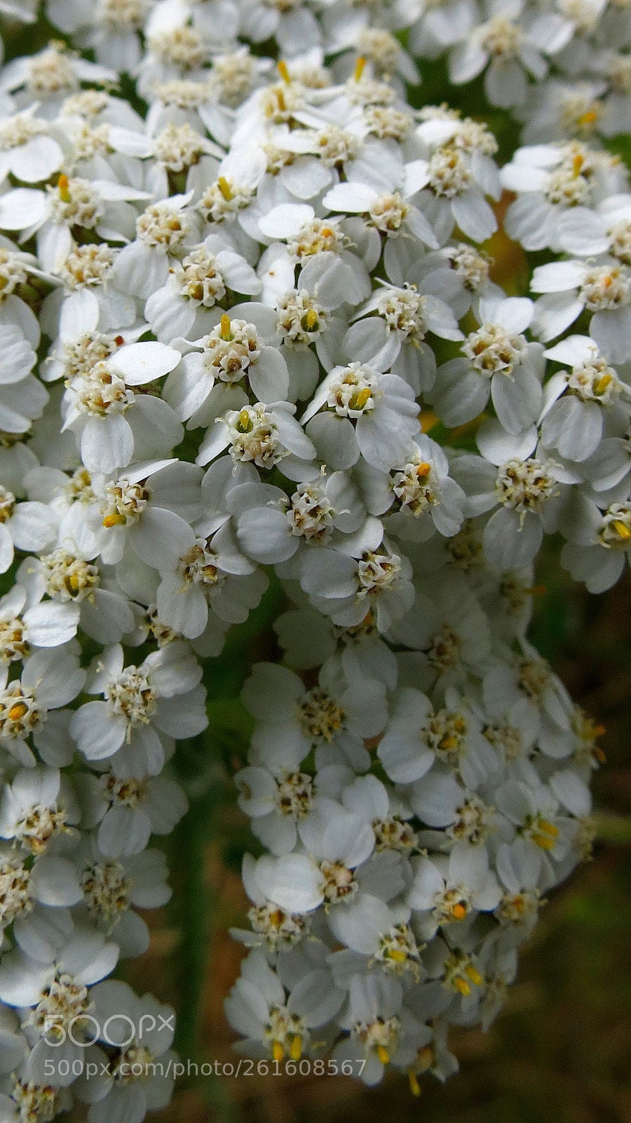 Canon PowerShot SX40 HS sample photo. Achillea millefolium photography